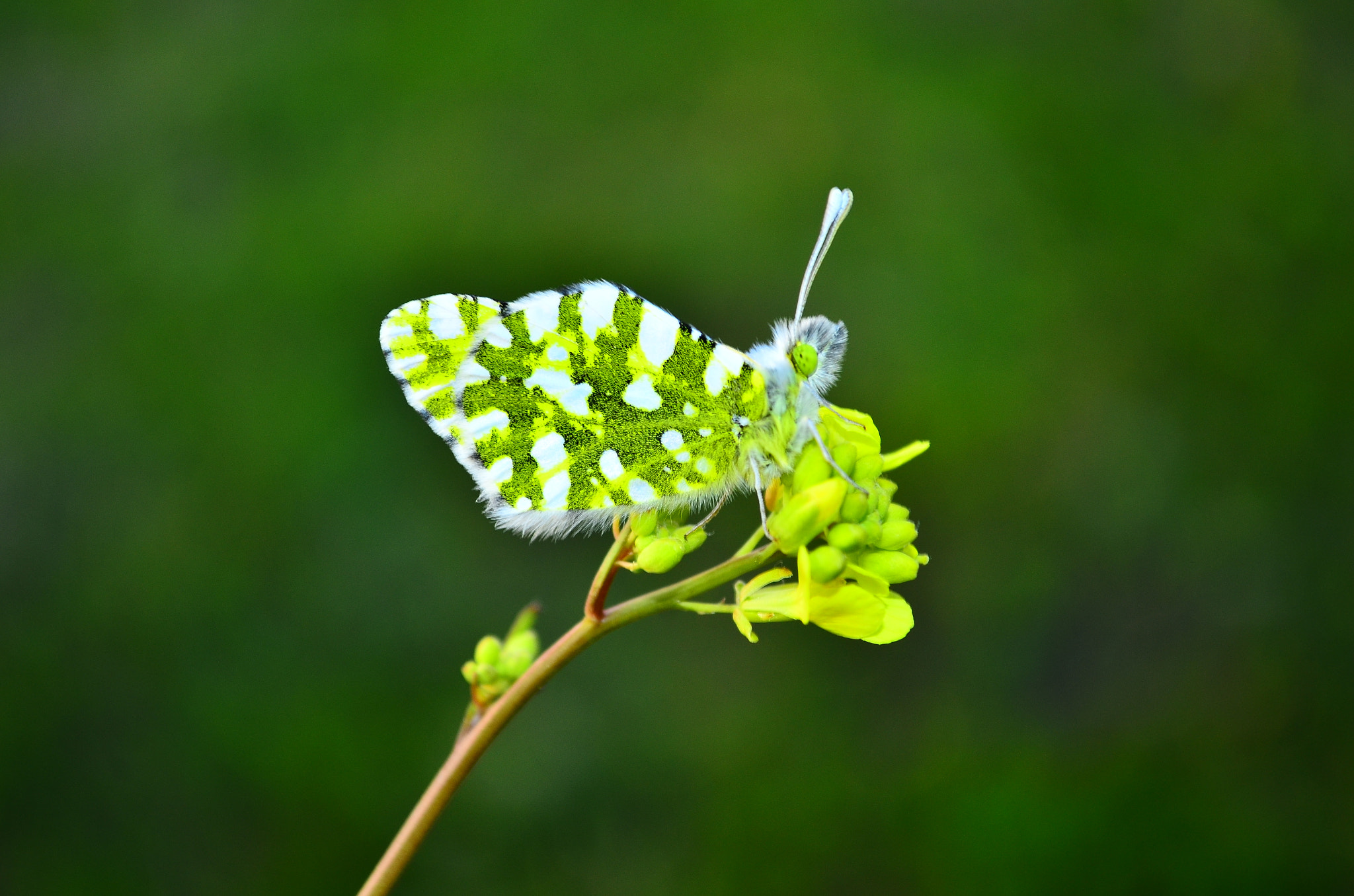 Nikon D7000 sample photo