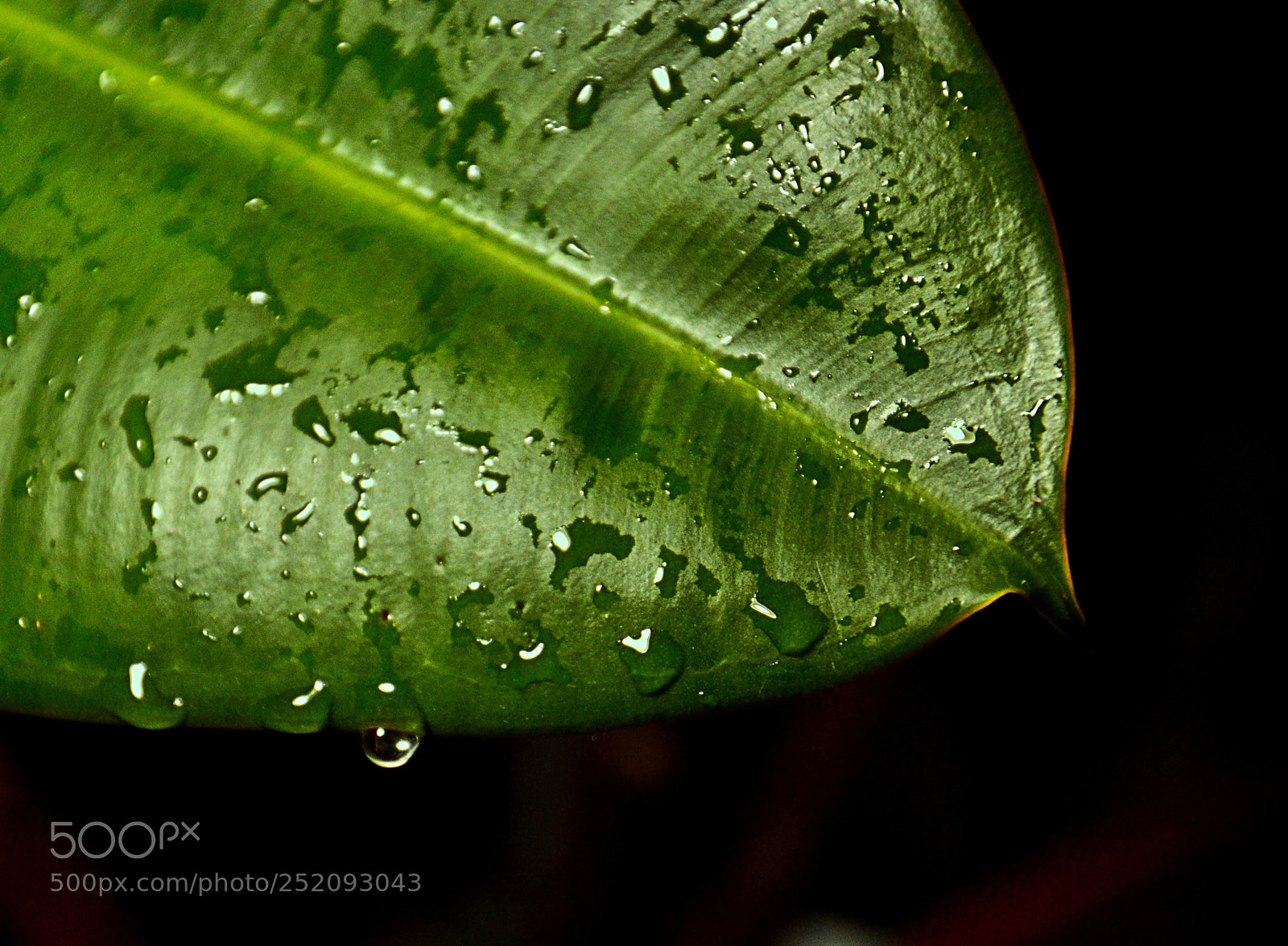 Nikon D3100 sample photo. Crying leaf photography