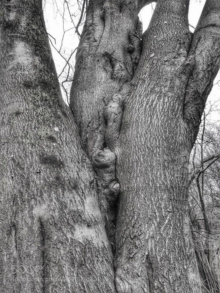 Panasonic Lumix DMC-LX100 sample photo. Organic forms photography
