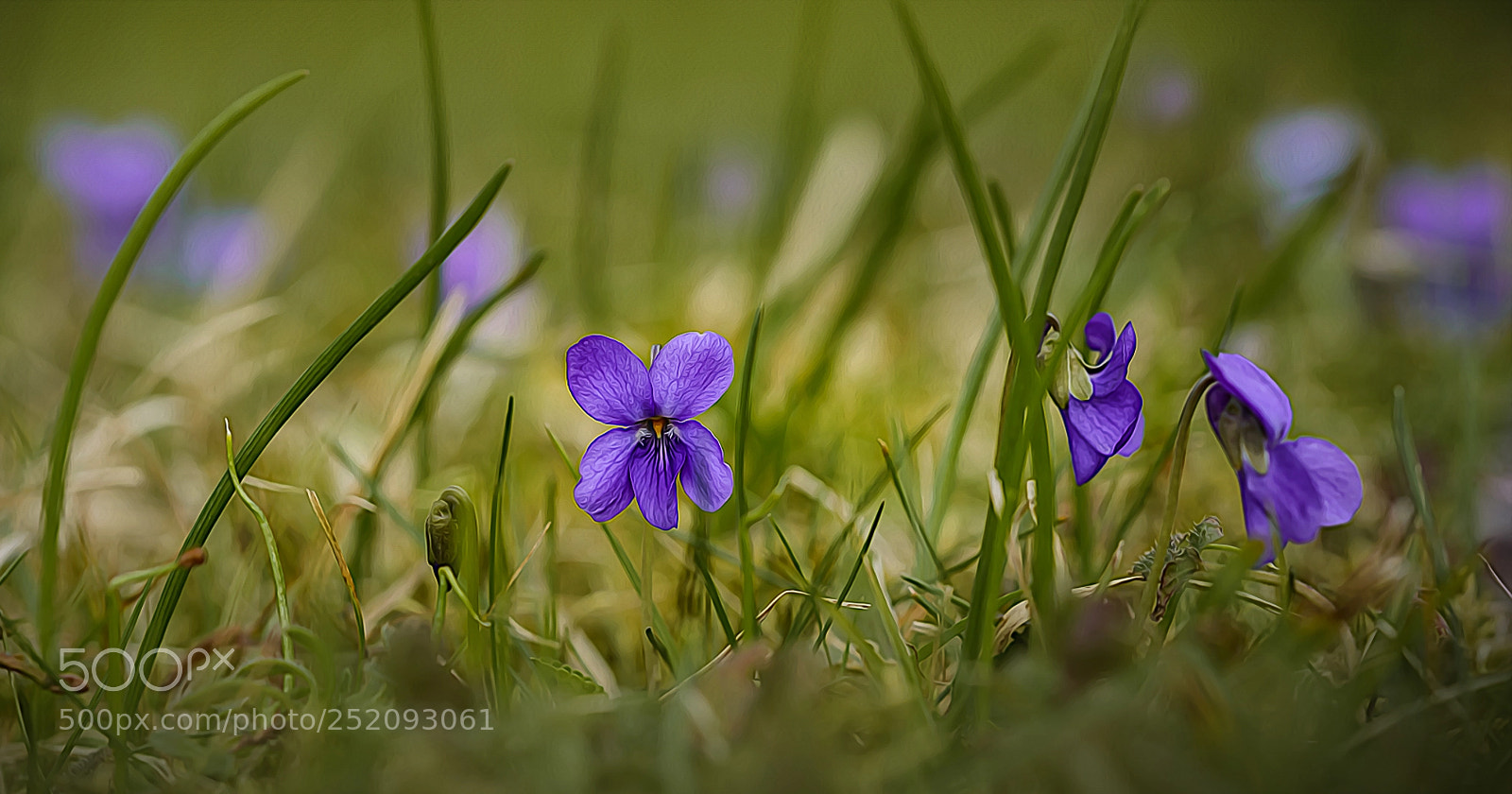 Nikon D800 sample photo. ++violet++ photography