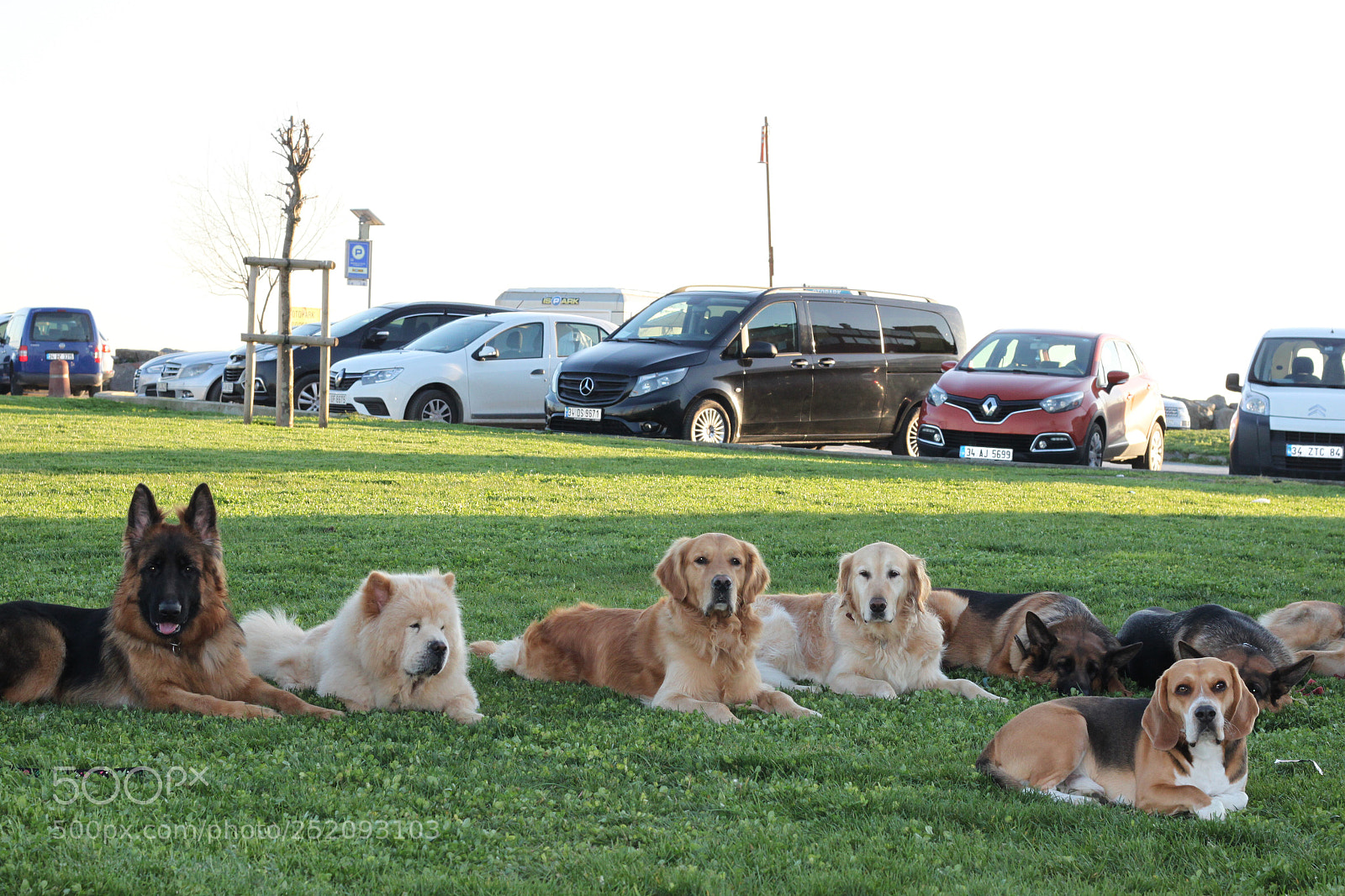 Canon EOS 500D (EOS Rebel T1i / EOS Kiss X3) sample photo. Dogs  photography