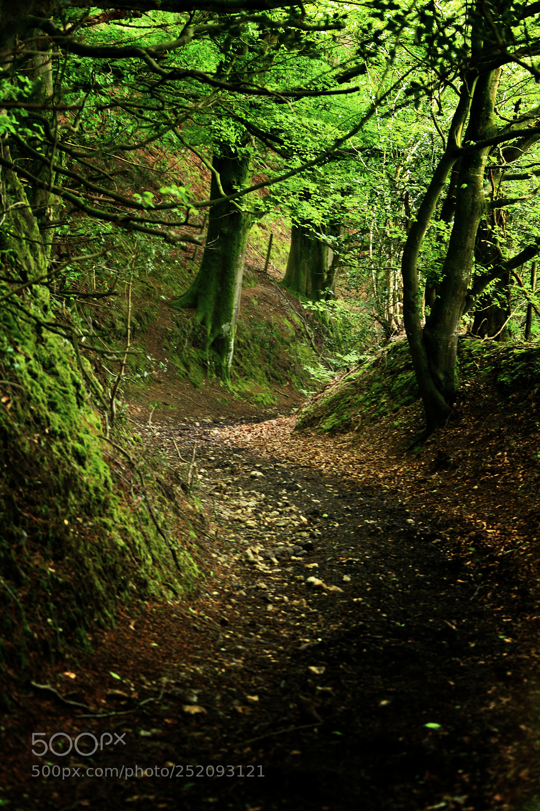 Canon EOS 5D Mark II sample photo. Devon pathway photography