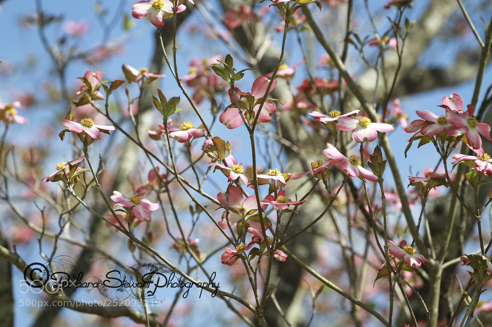 Canon EOS 7D sample photo. Img photography