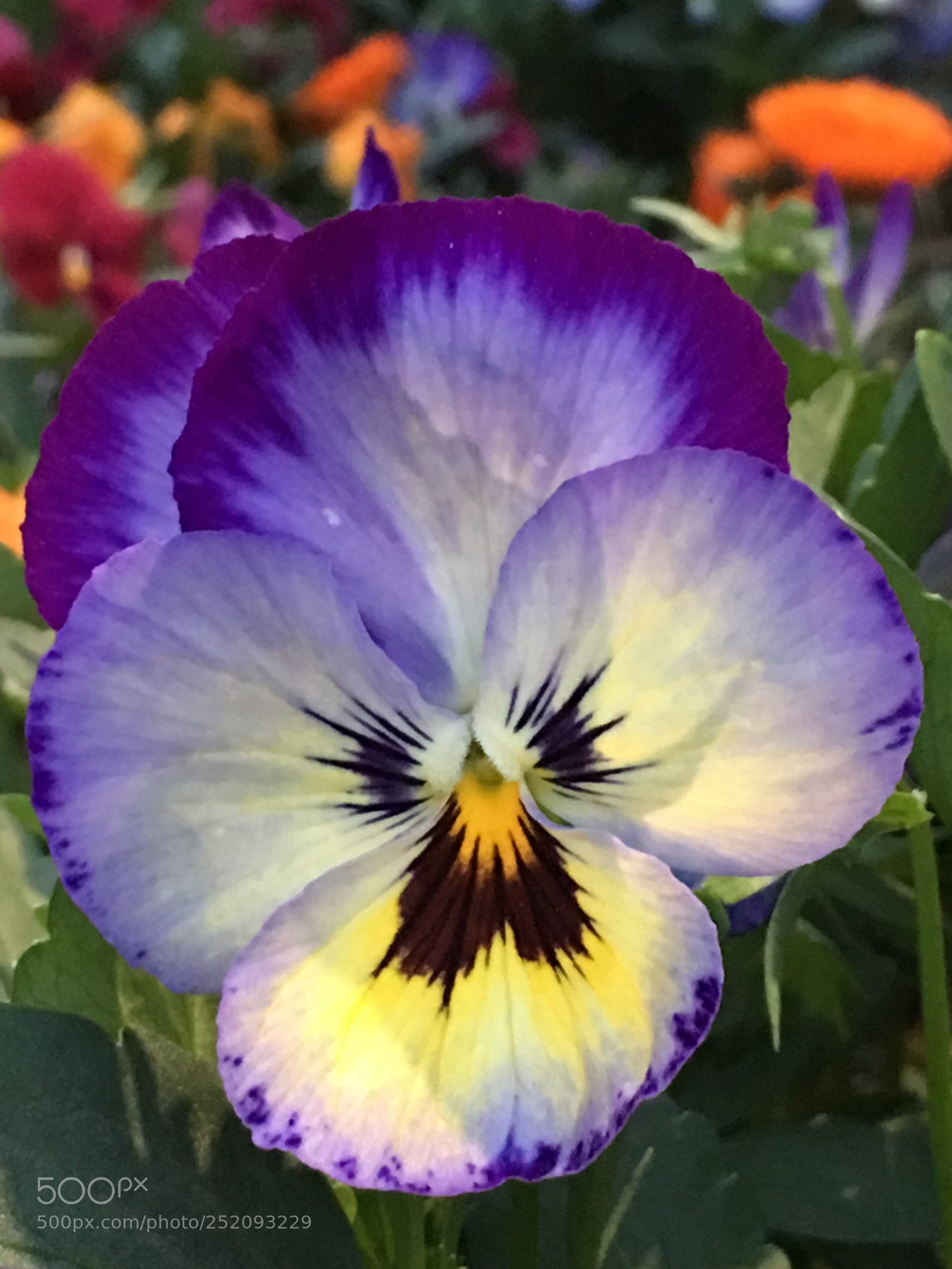 Apple iPhone 6s Plus sample photo. Spring2018 flowers photography
