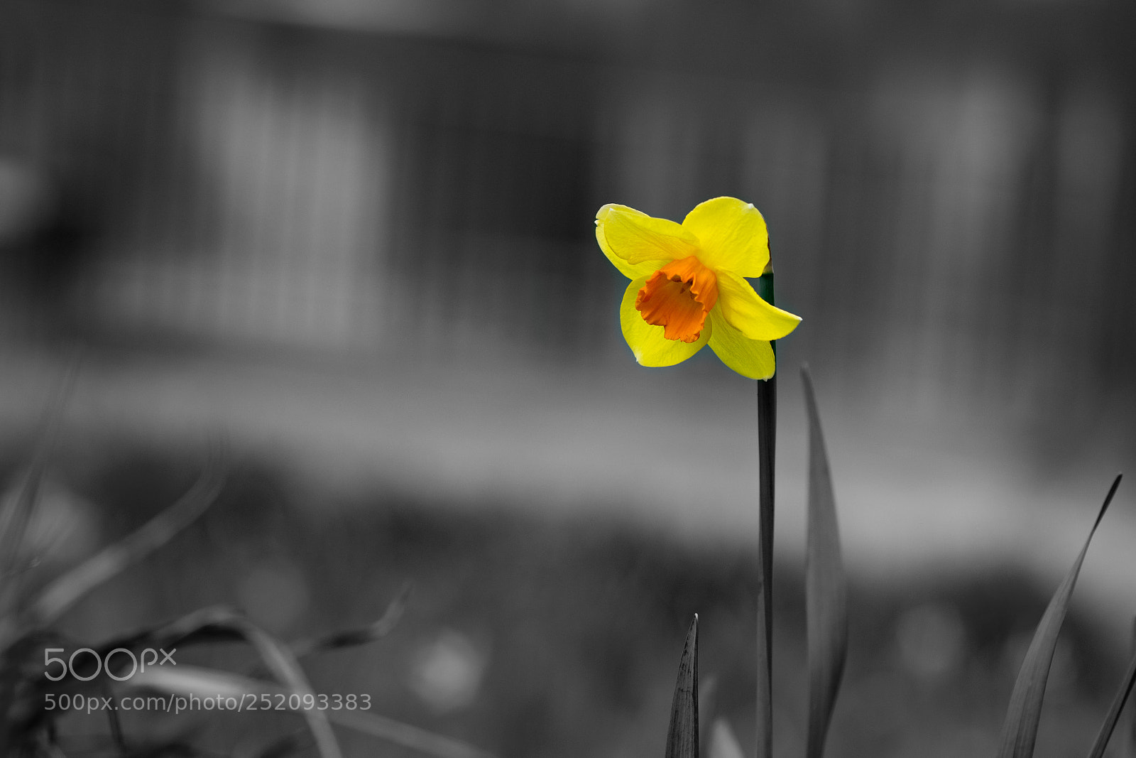 Nikon D5300 sample photo. Narcissus in black and photography