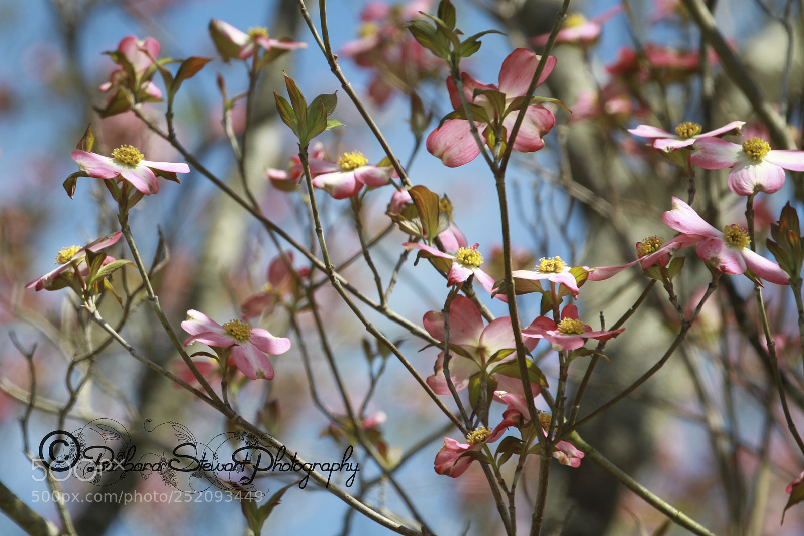 Canon EOS 7D sample photo. Img photography