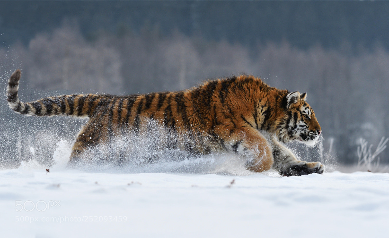 Nikon D500 sample photo. Siberian tiger running in photography
