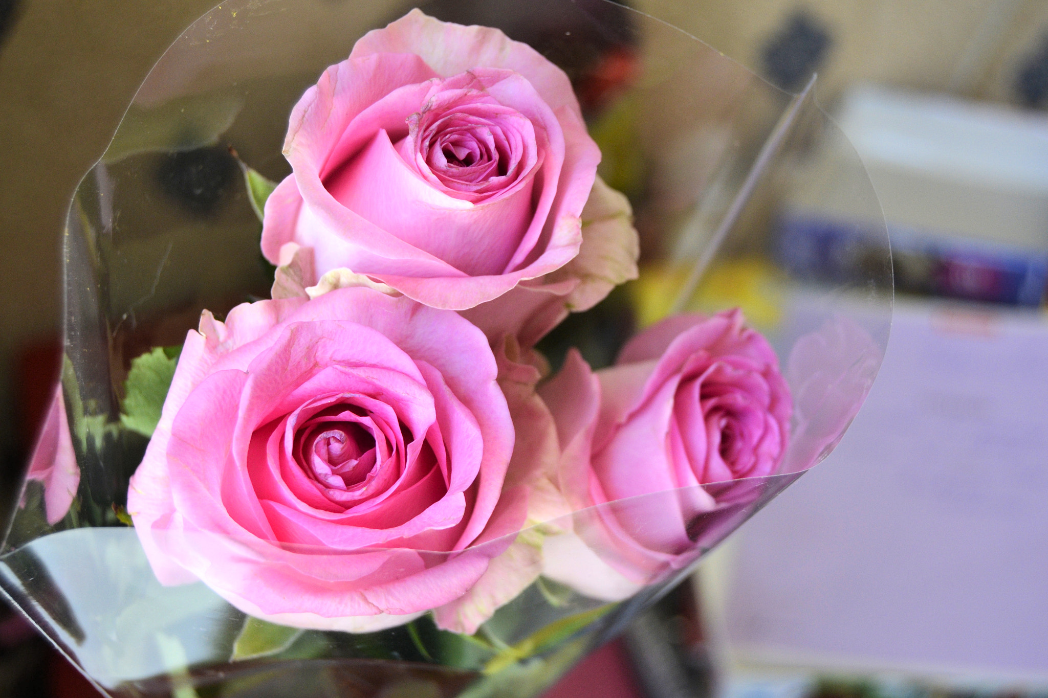 Nikon D3100 sample photo