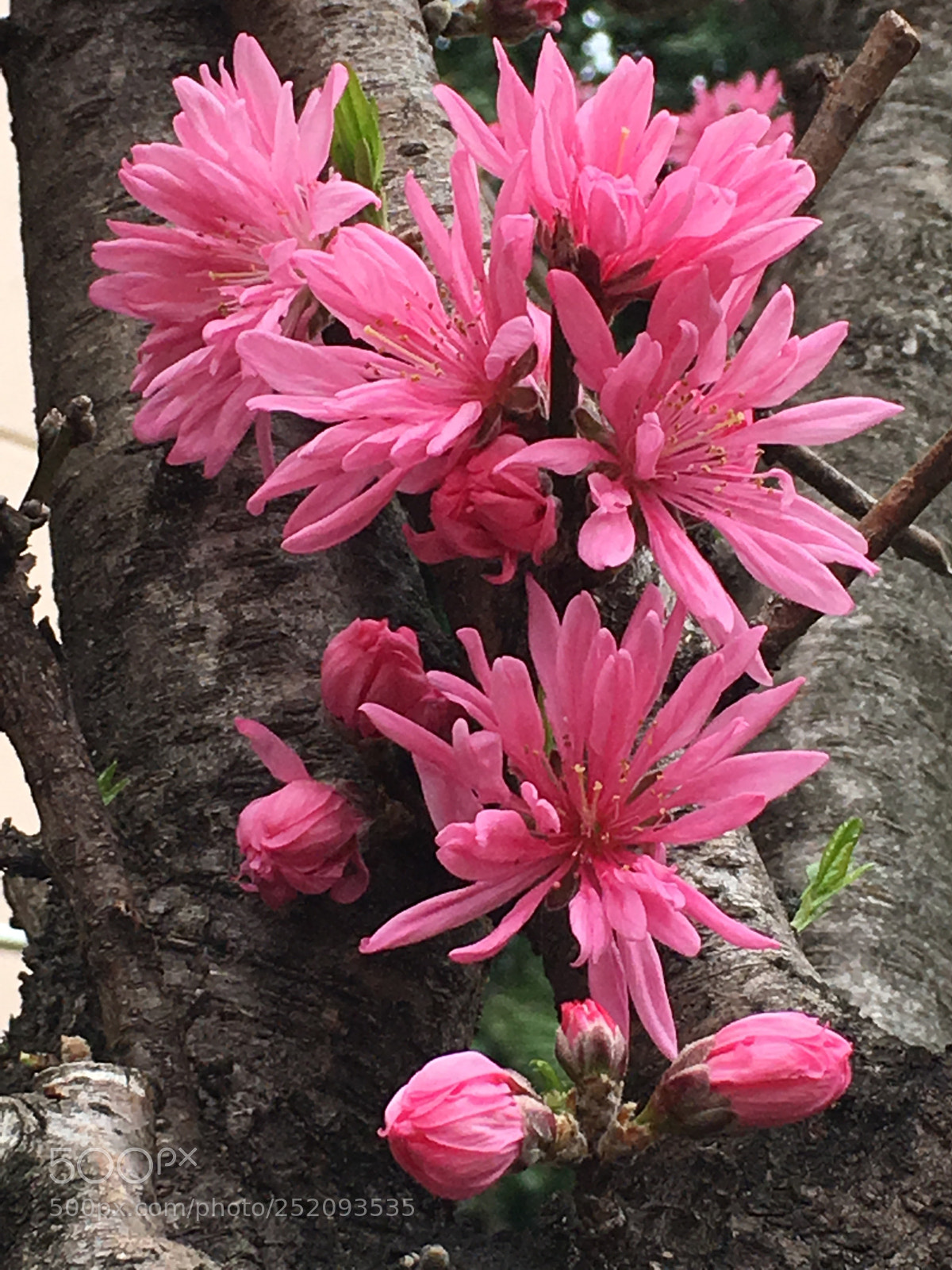 Apple iPhone 6s Plus sample photo. Spring2018 flowers photography