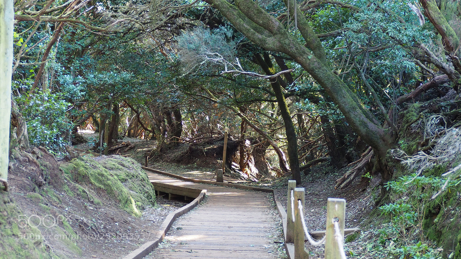 Olympus OM-D E-M10 II sample photo. Anaga gebirge photography