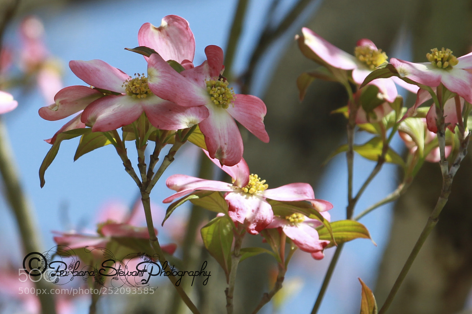 Canon EOS 7D sample photo. Img photography