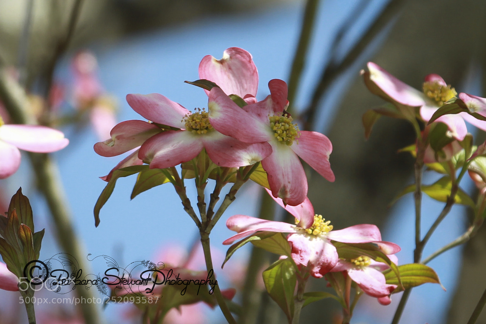 Canon EOS 7D sample photo. Img photography