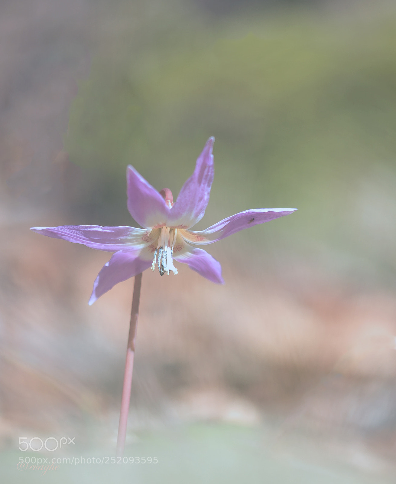 Nikon D610 sample photo. Erythro photography