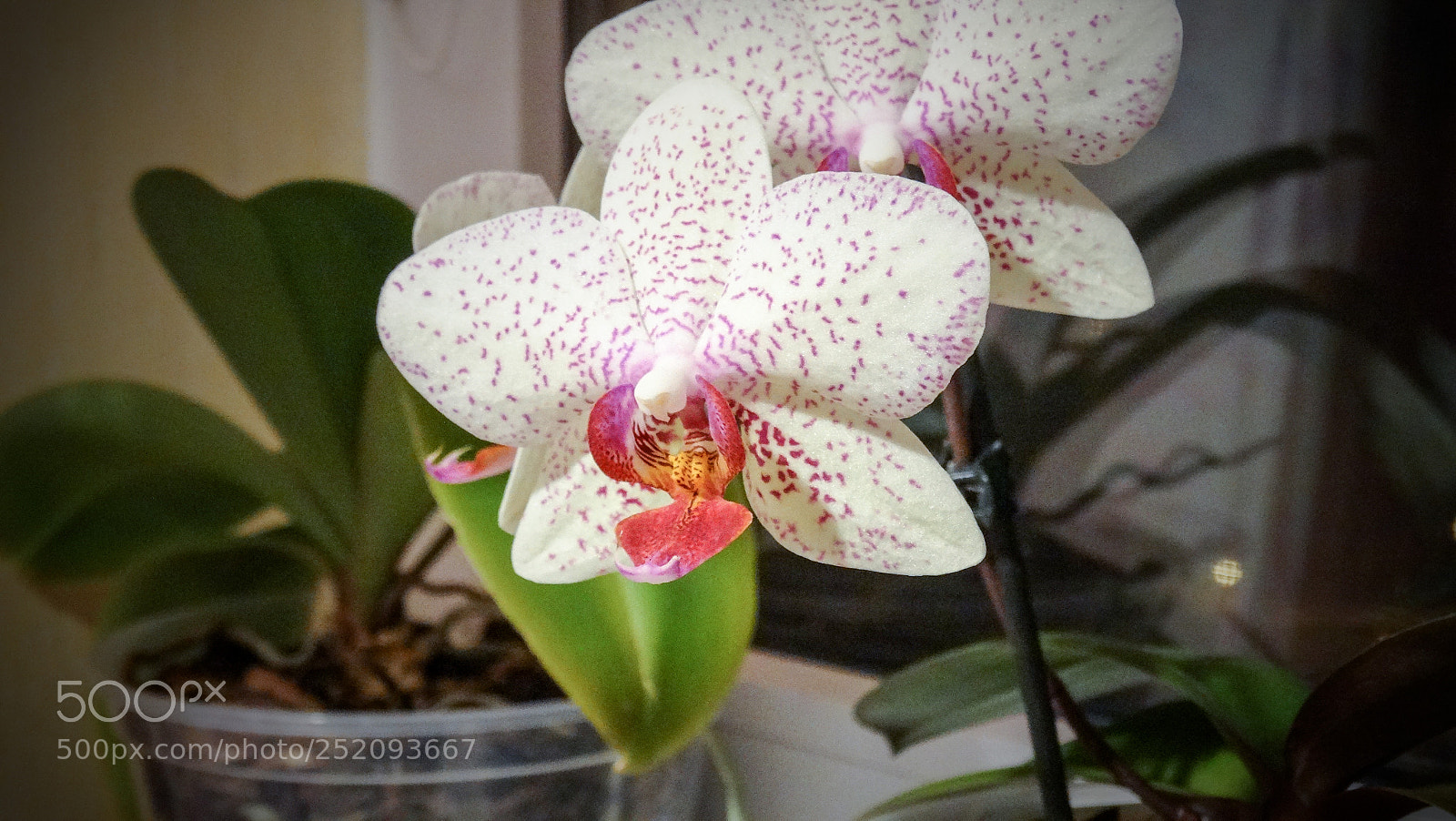 Sony Cyber-shot DSC-HX300 sample photo. Flower photography