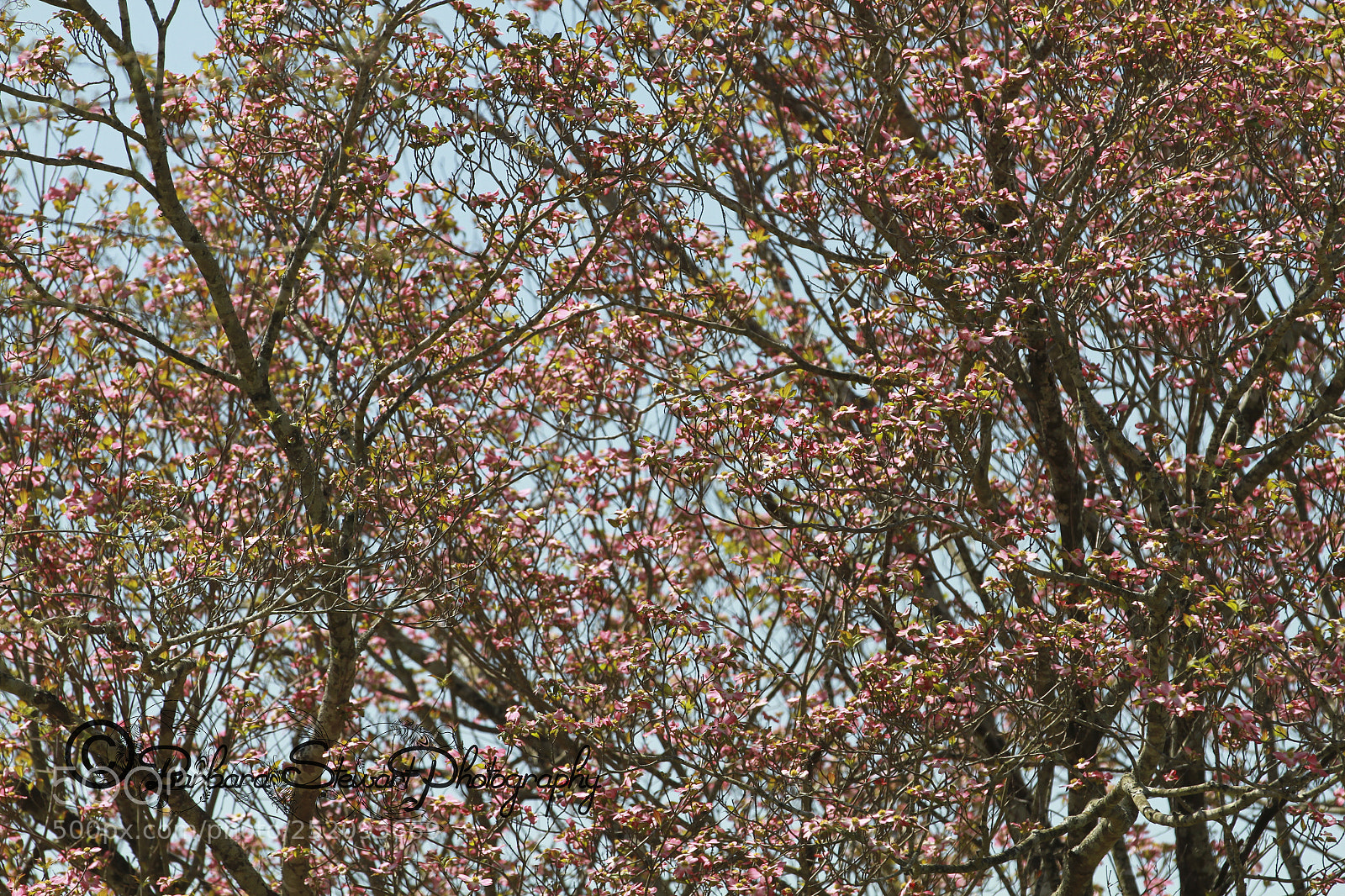 Canon EOS 7D sample photo. Img photography