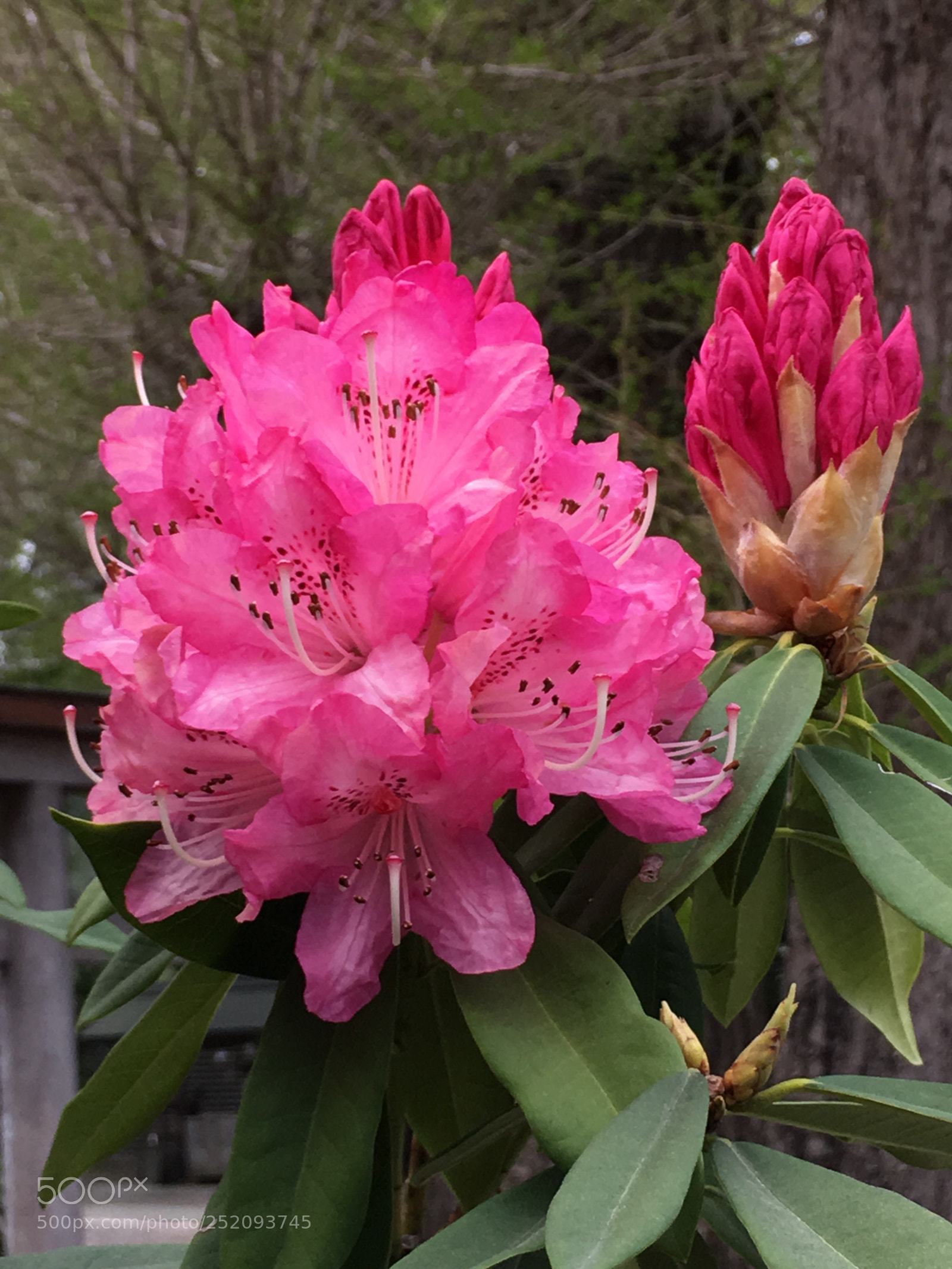 Apple iPhone 6s Plus sample photo. Spring2018 flowers photography