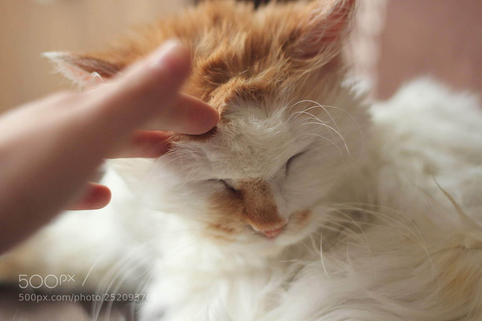 Canon EOS 600D (Rebel EOS T3i / EOS Kiss X5) + Canon EF 50mm F1.8 II sample photo. Touch my cat photography