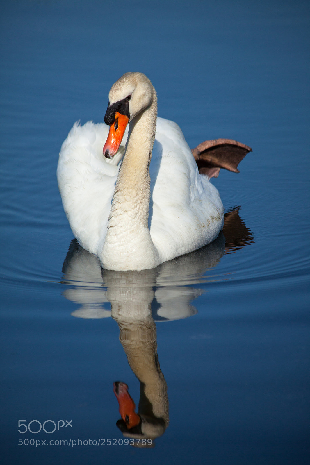 Canon EOS 5D Mark II sample photo. Swan reflection photography