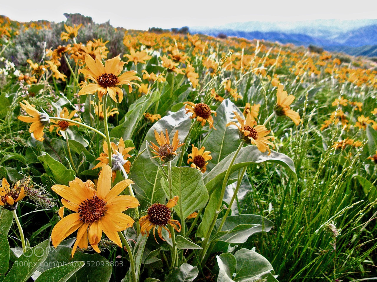 Canon POWERSHOT G9 sample photo. Spring in the foothills photography