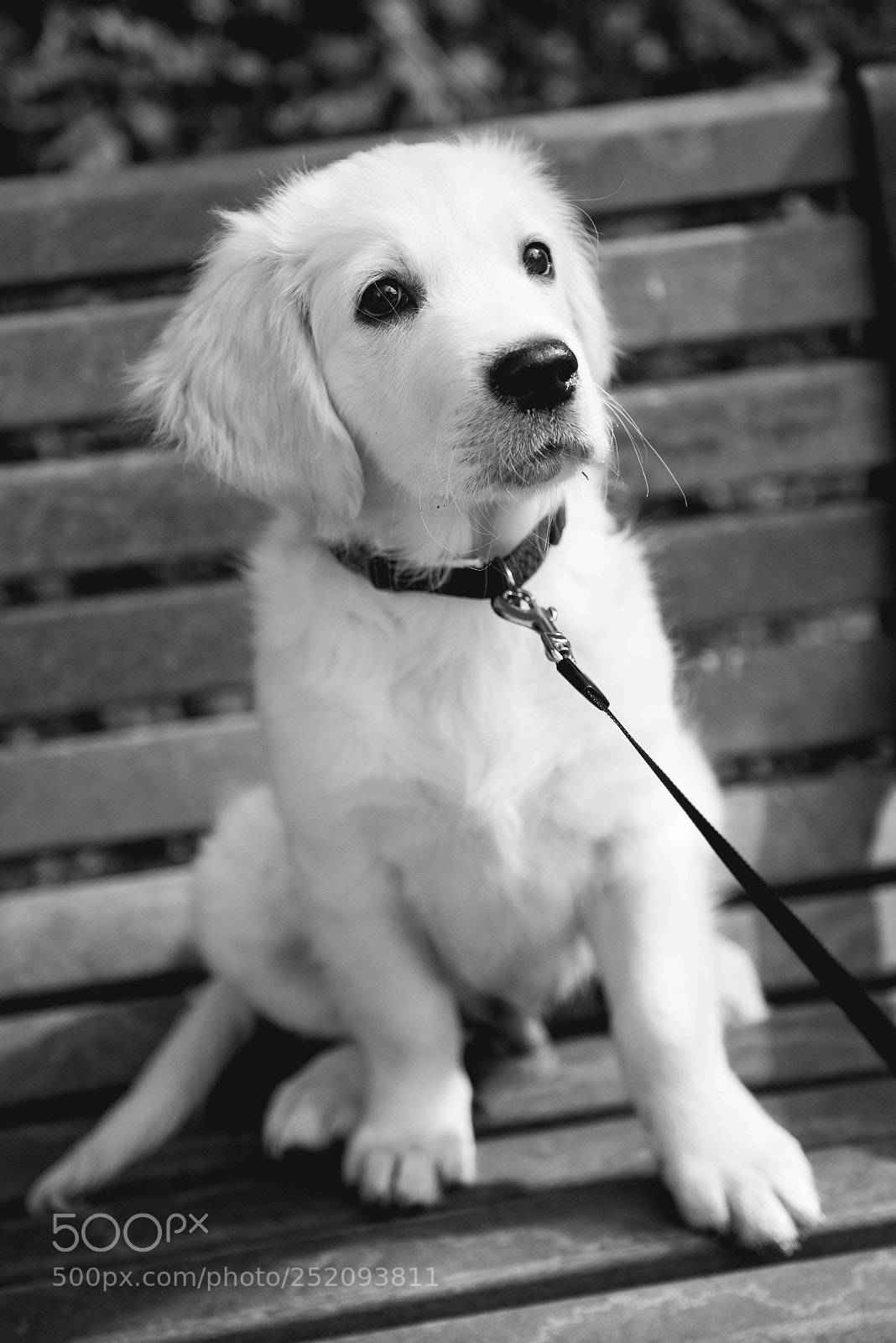 Nikon D610 sample photo. Cooper photography