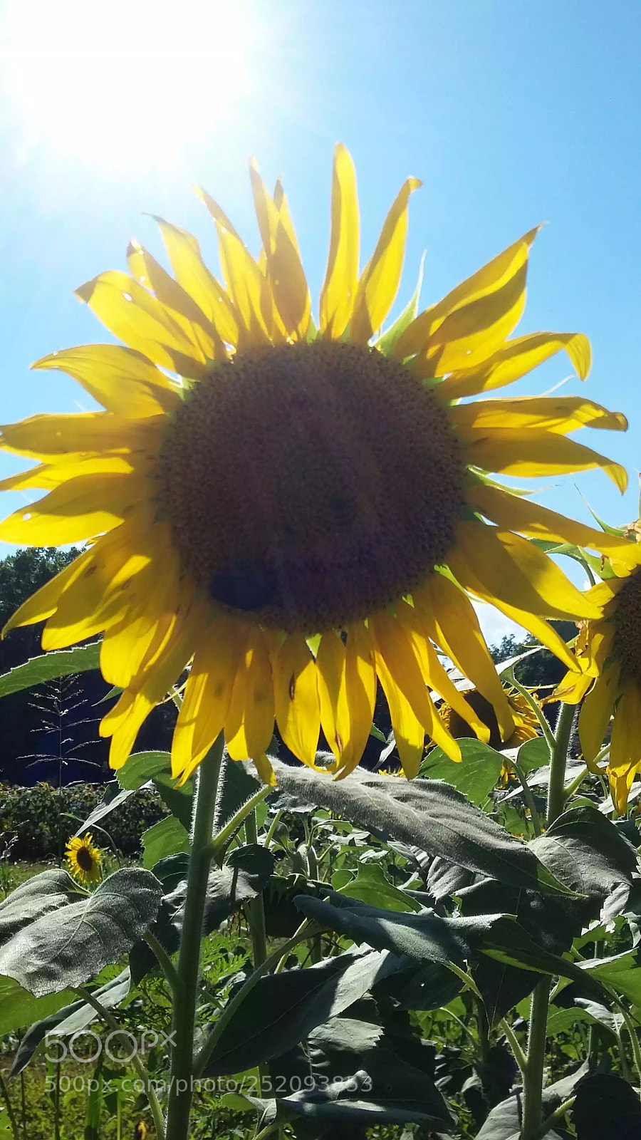 Samsung Galaxy Grand Prime sample photo. Sunny sunflower photography