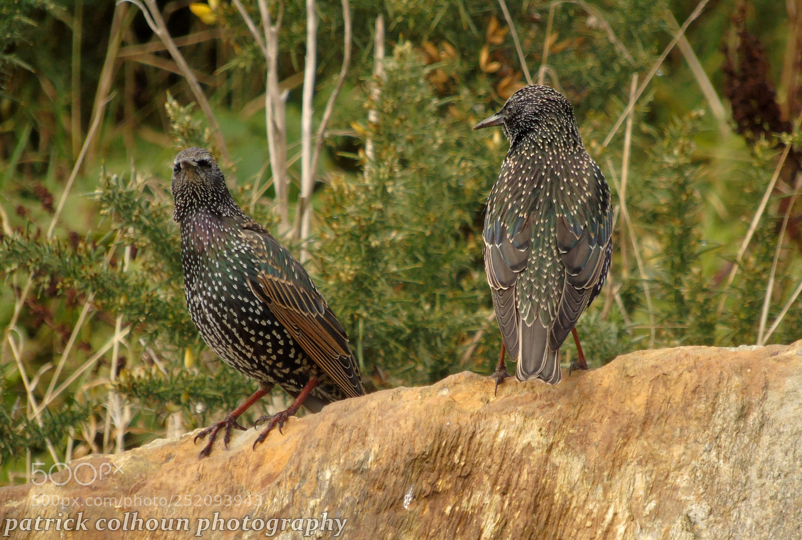 Sony Cyber-shot DSC-H400 sample photo. Starlings photography