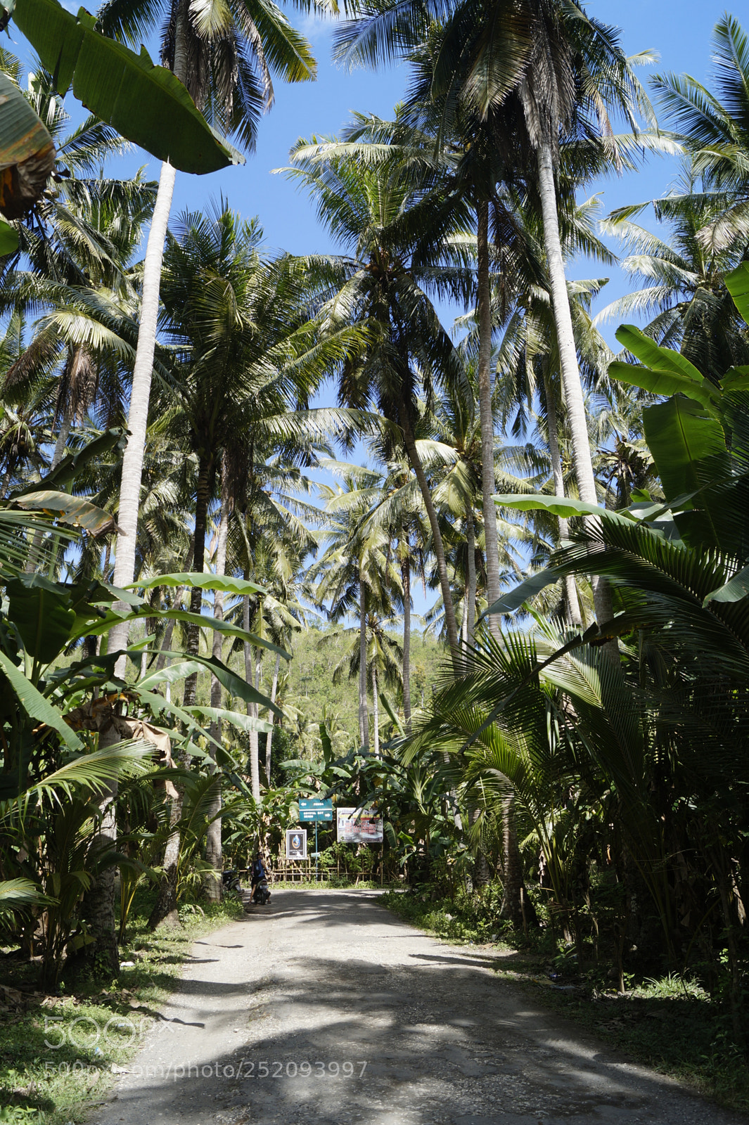 Sony SLT-A58 sample photo. Kai_bali_2017 photography