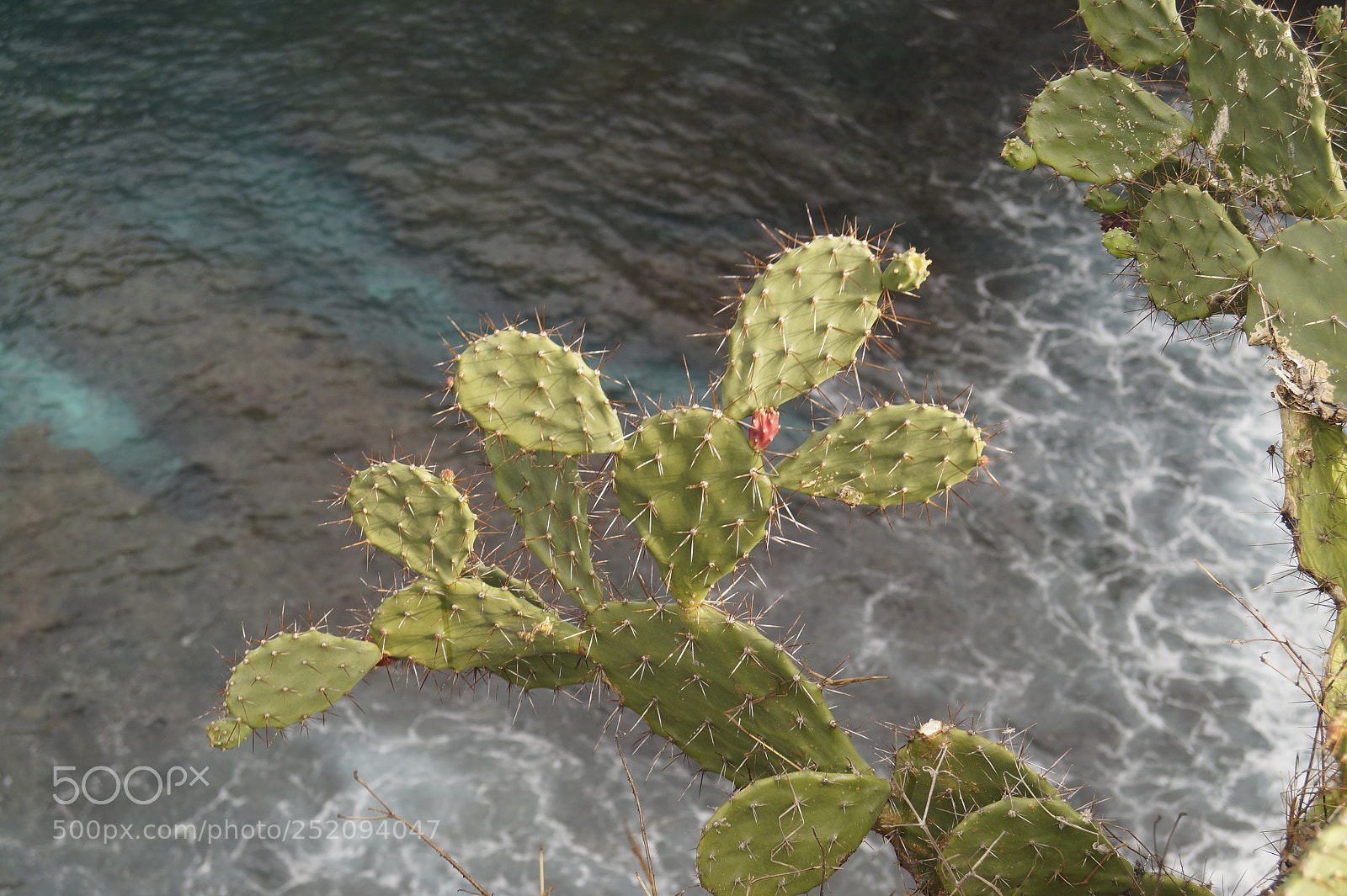 Sony SLT-A58 sample photo. Kai_bali_2017 photography