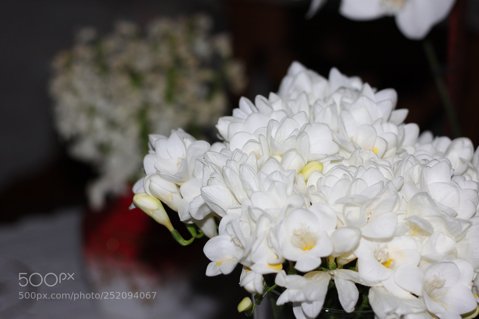 Canon EOS 500D (EOS Rebel T1i / EOS Kiss X3) sample photo. Flowers  photography