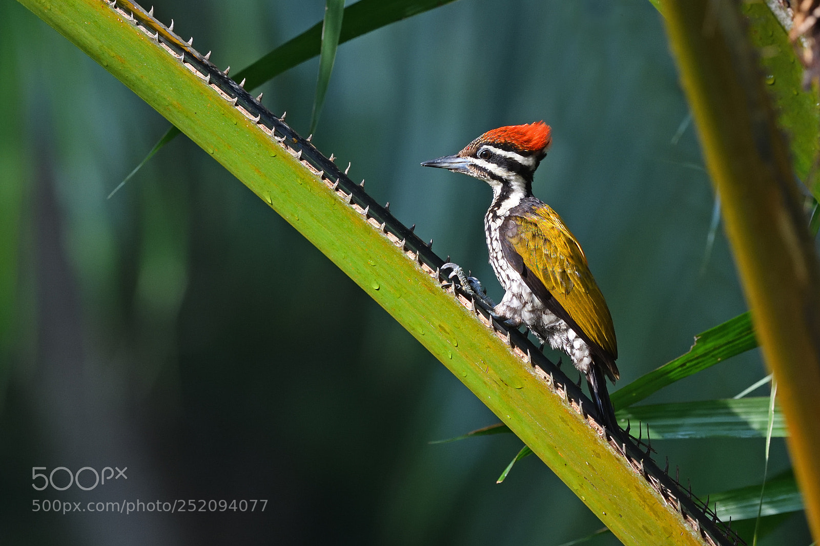 Nikon D850 sample photo. Common flameback sitting on photography
