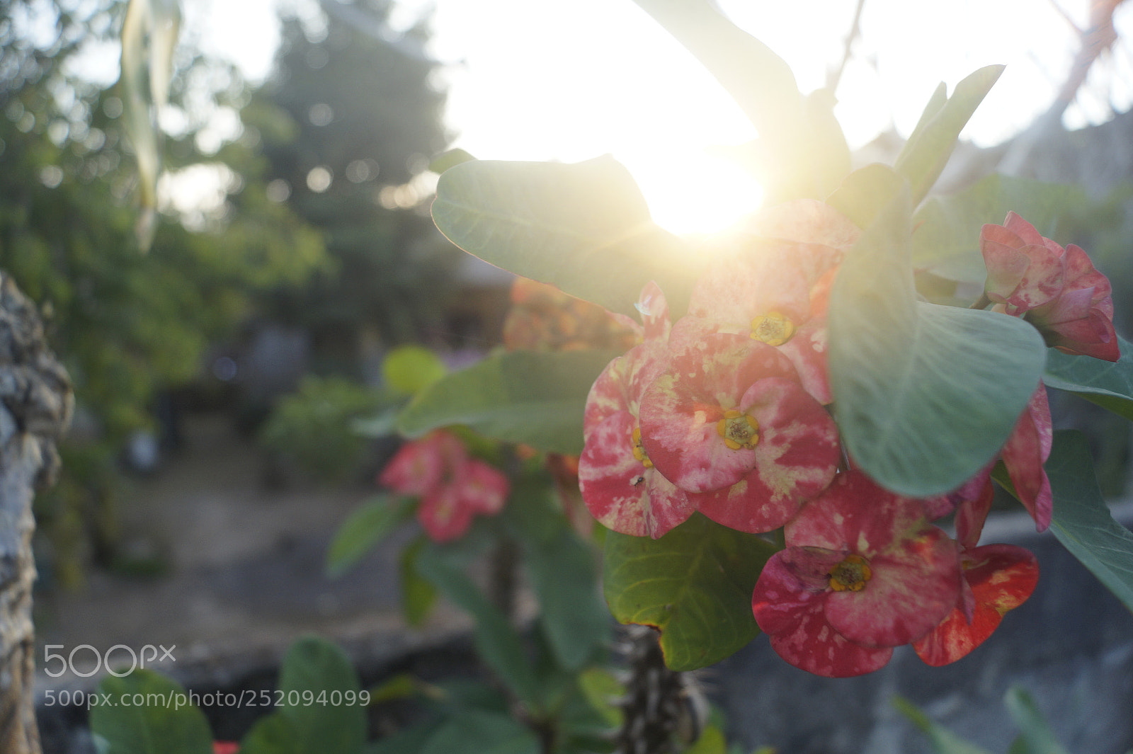 Sony SLT-A58 sample photo. Kai_bali_2017 photography