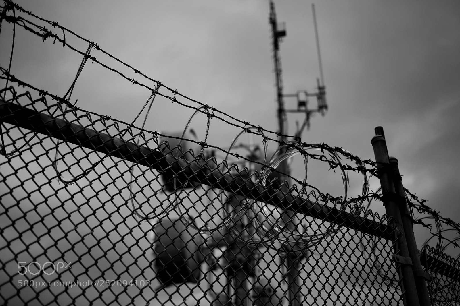 Canon EOS 5D Mark II sample photo. Barbed photography