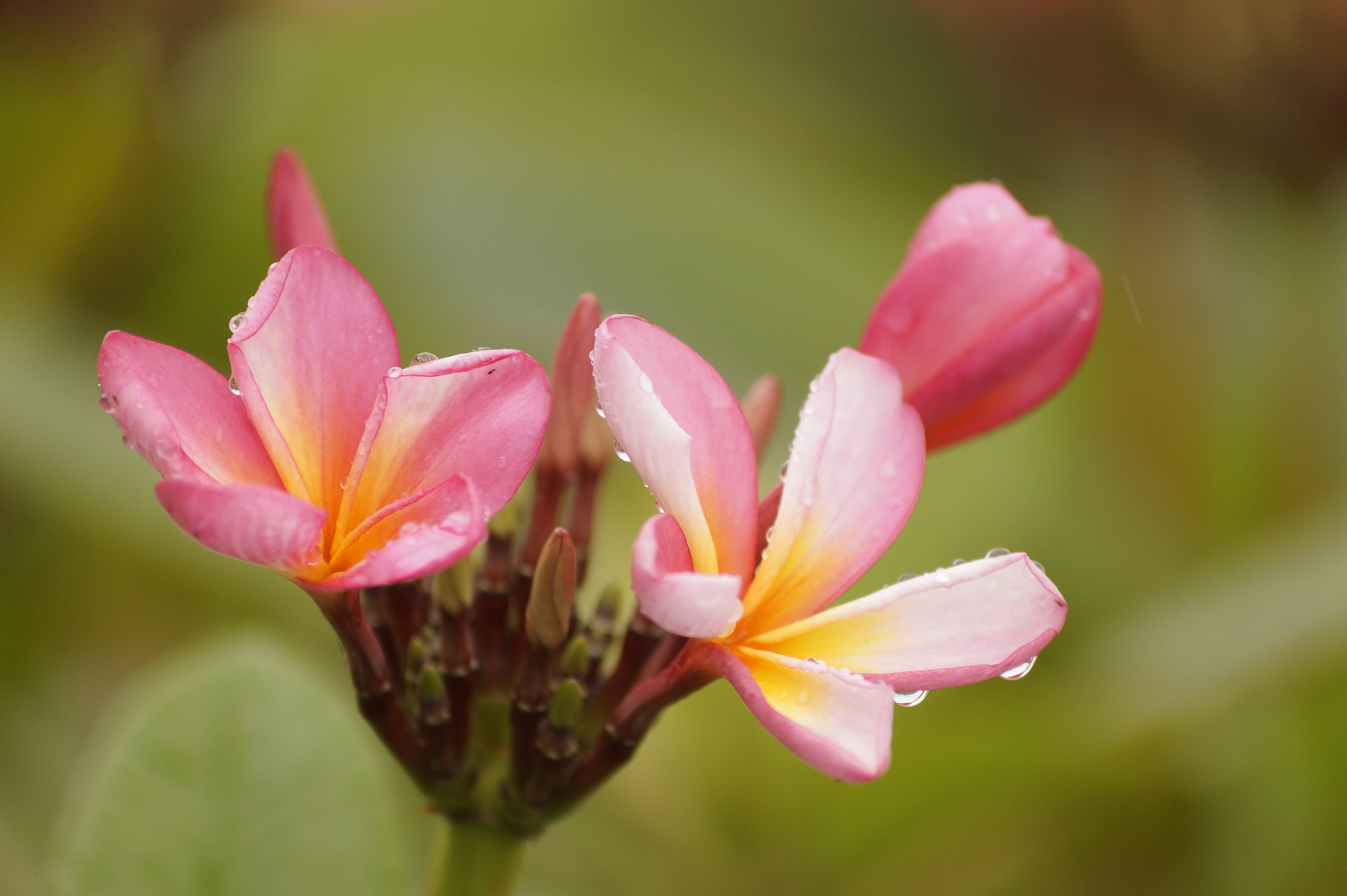 Sony DT 55-200mm F4-5.6 SAM sample photo. Kai_bali_2017 photography