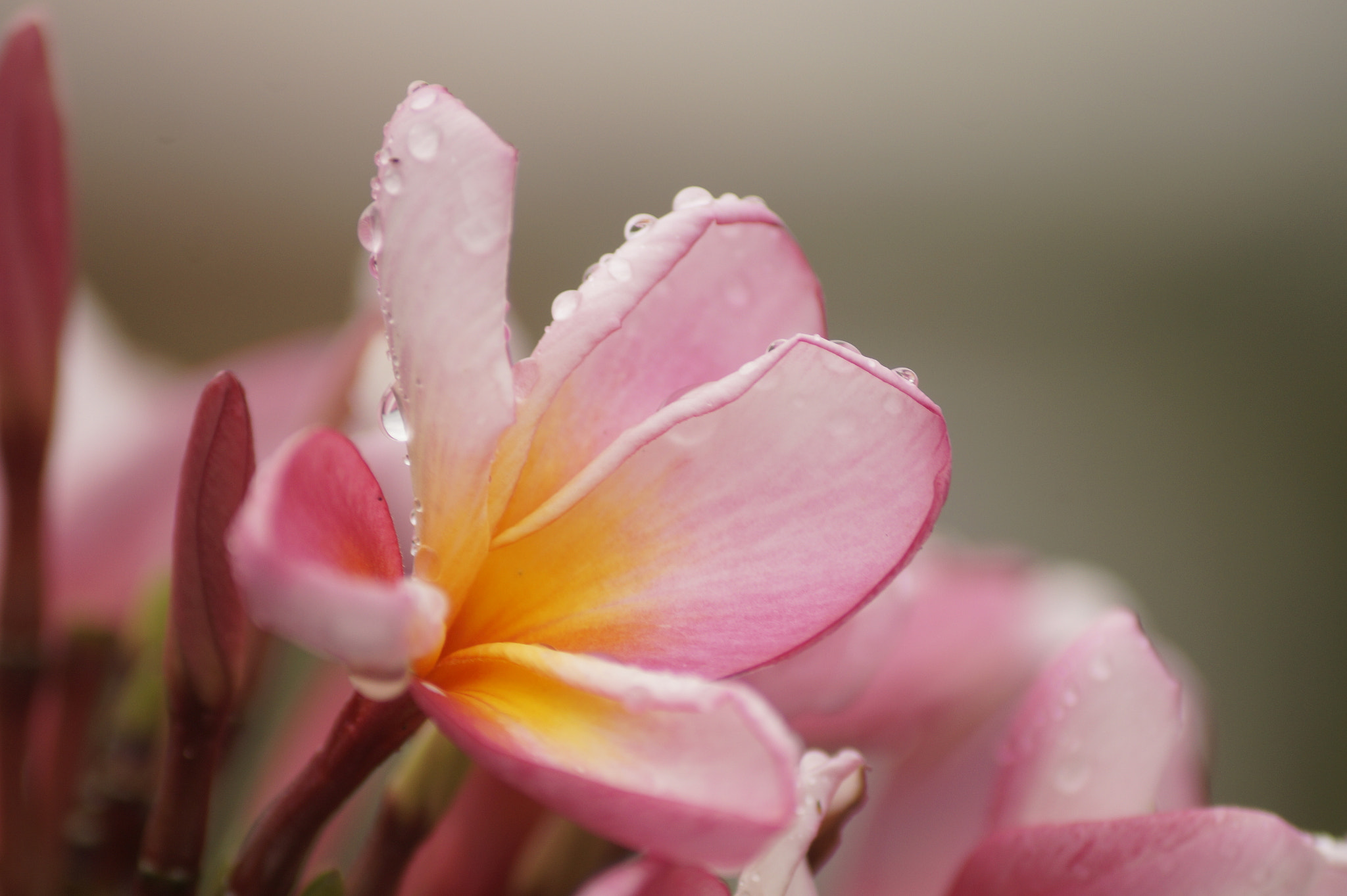 Sony DT 55-200mm F4-5.6 SAM sample photo. Kai_bali_2017 photography