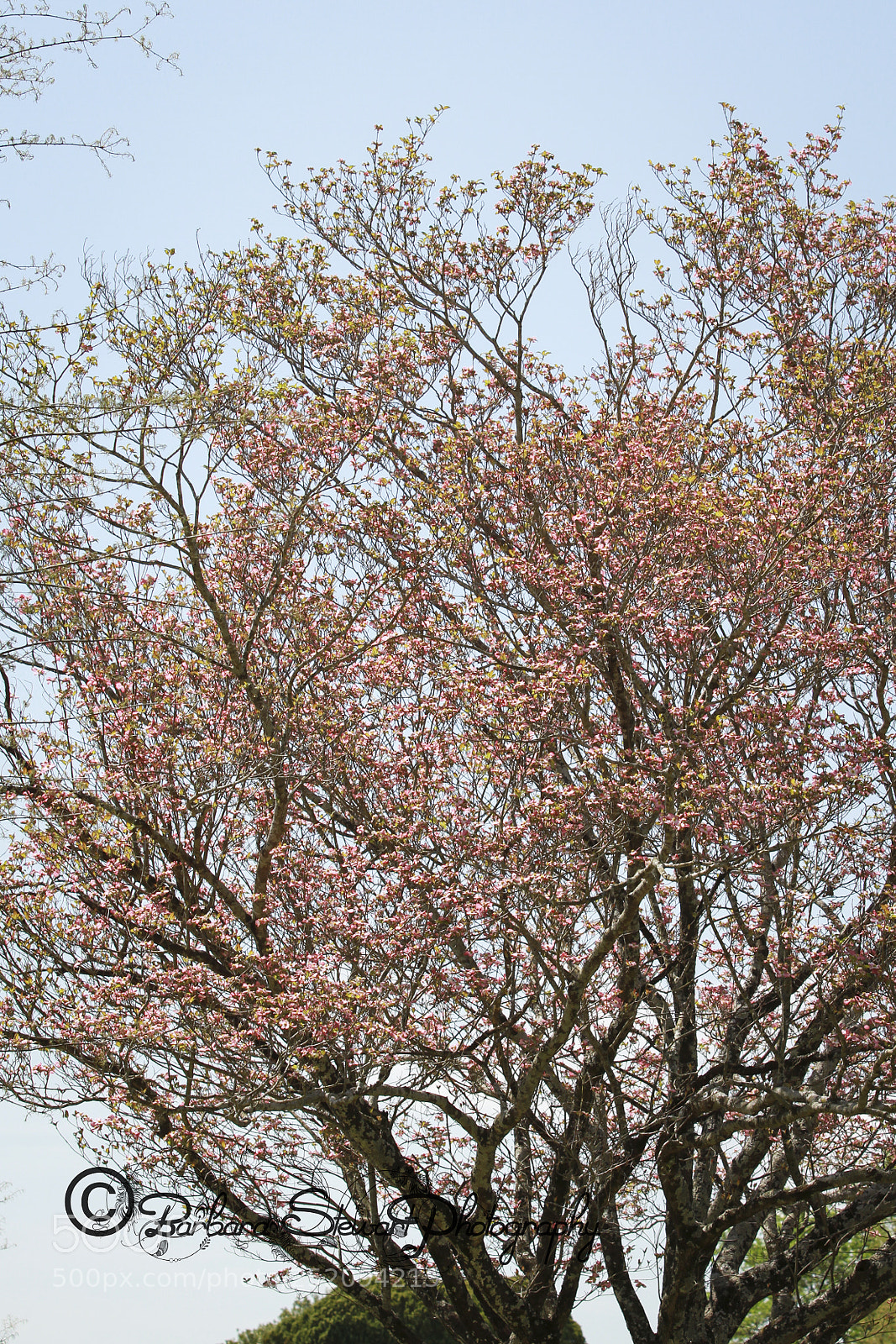 Canon EOS 7D sample photo. Img photography