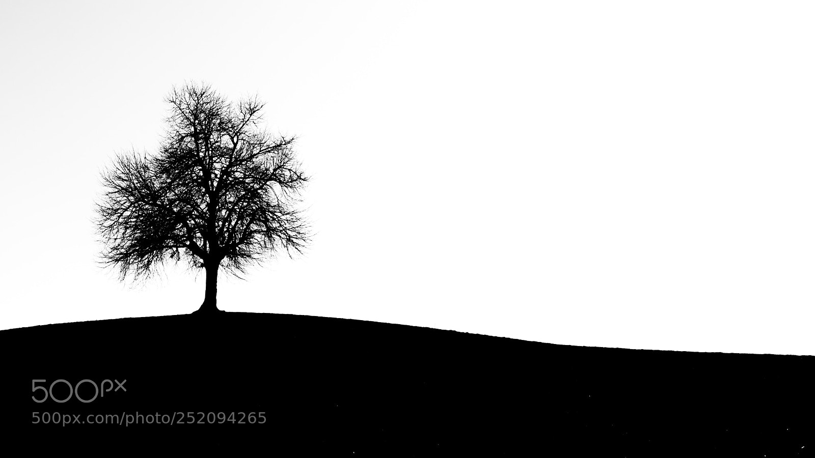 Sony a6000 sample photo. The tree ... photography