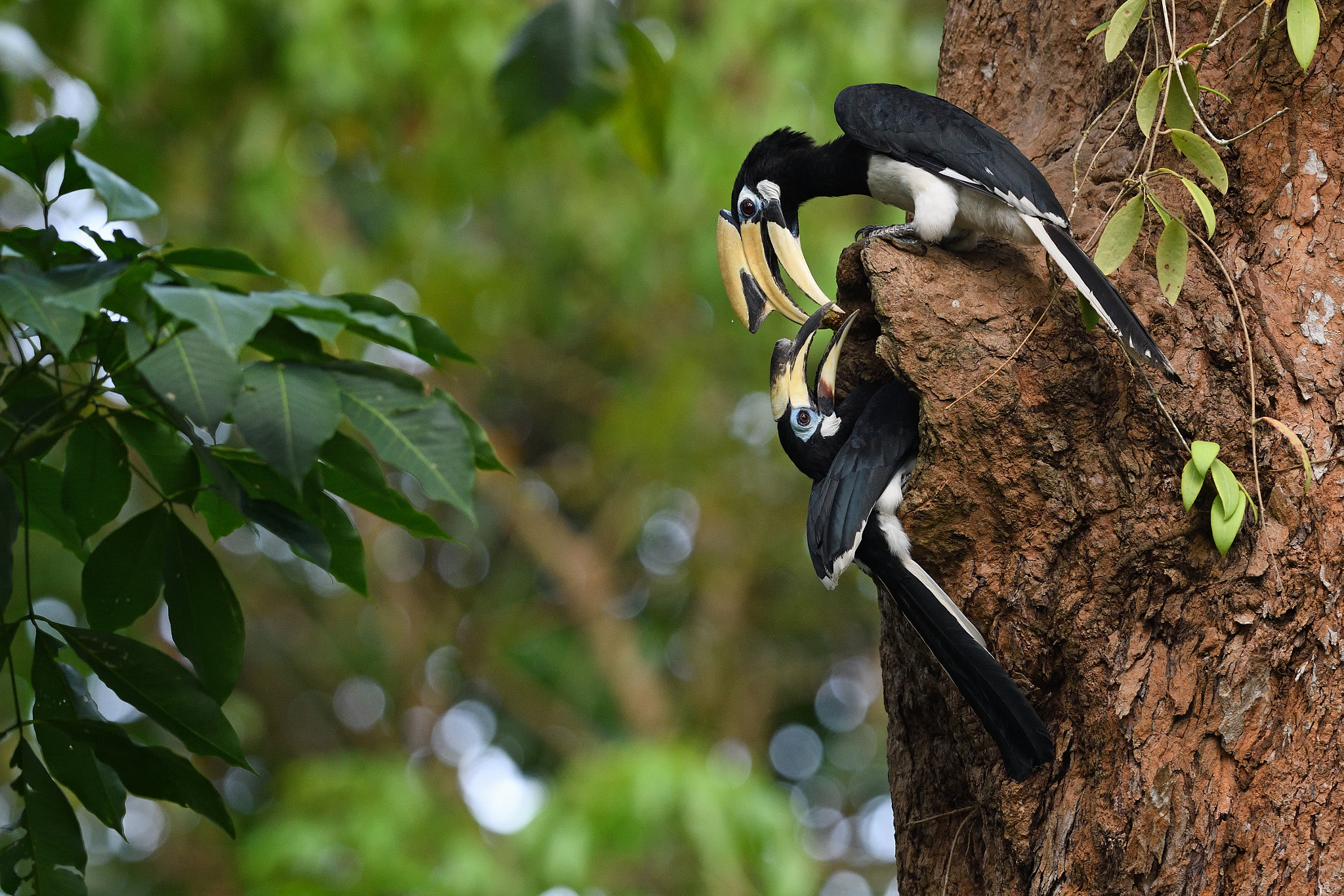 Oriental pied hornbill exchange food