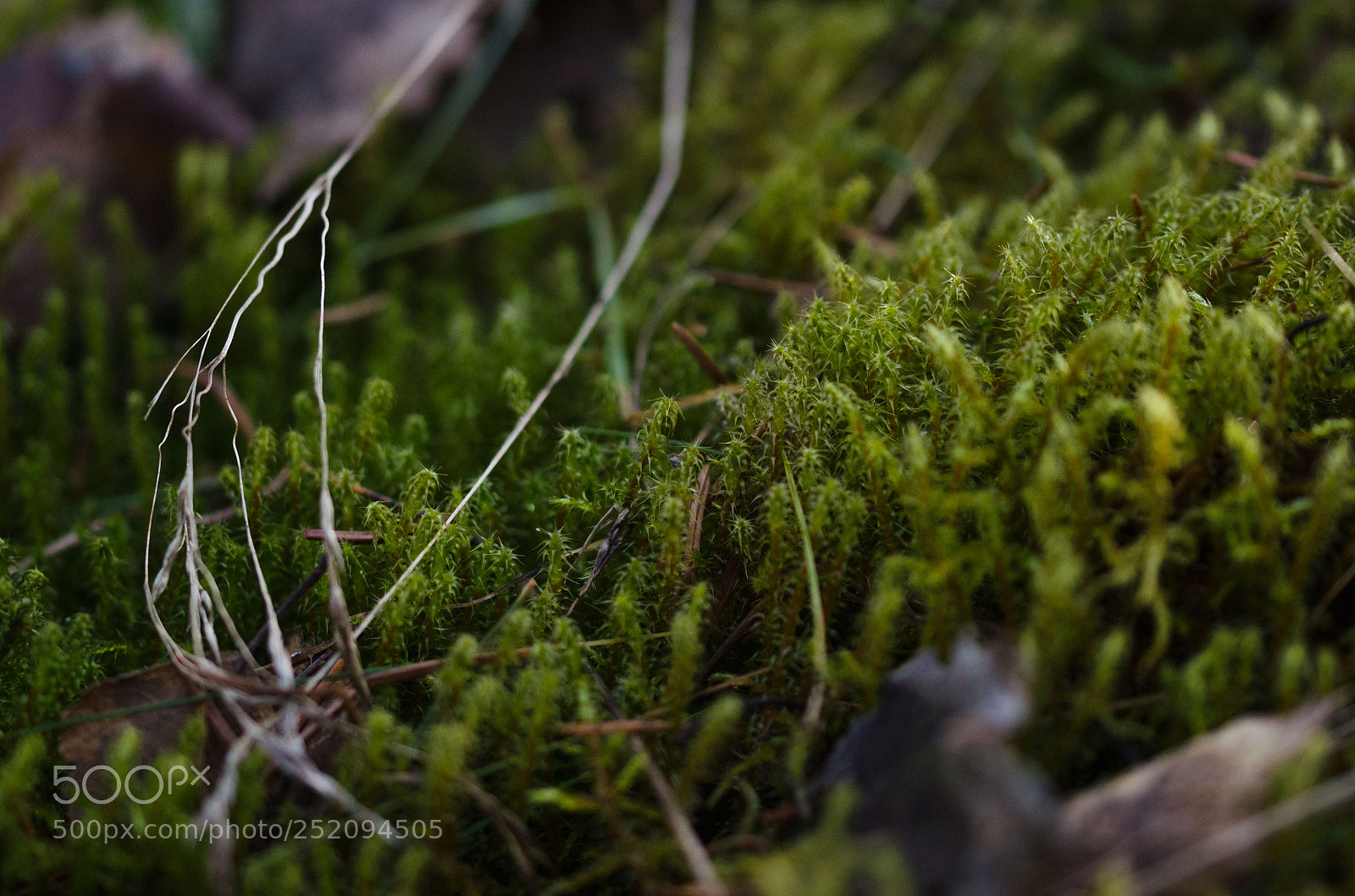 Nikon D5100 sample photo. Moos im wald photography