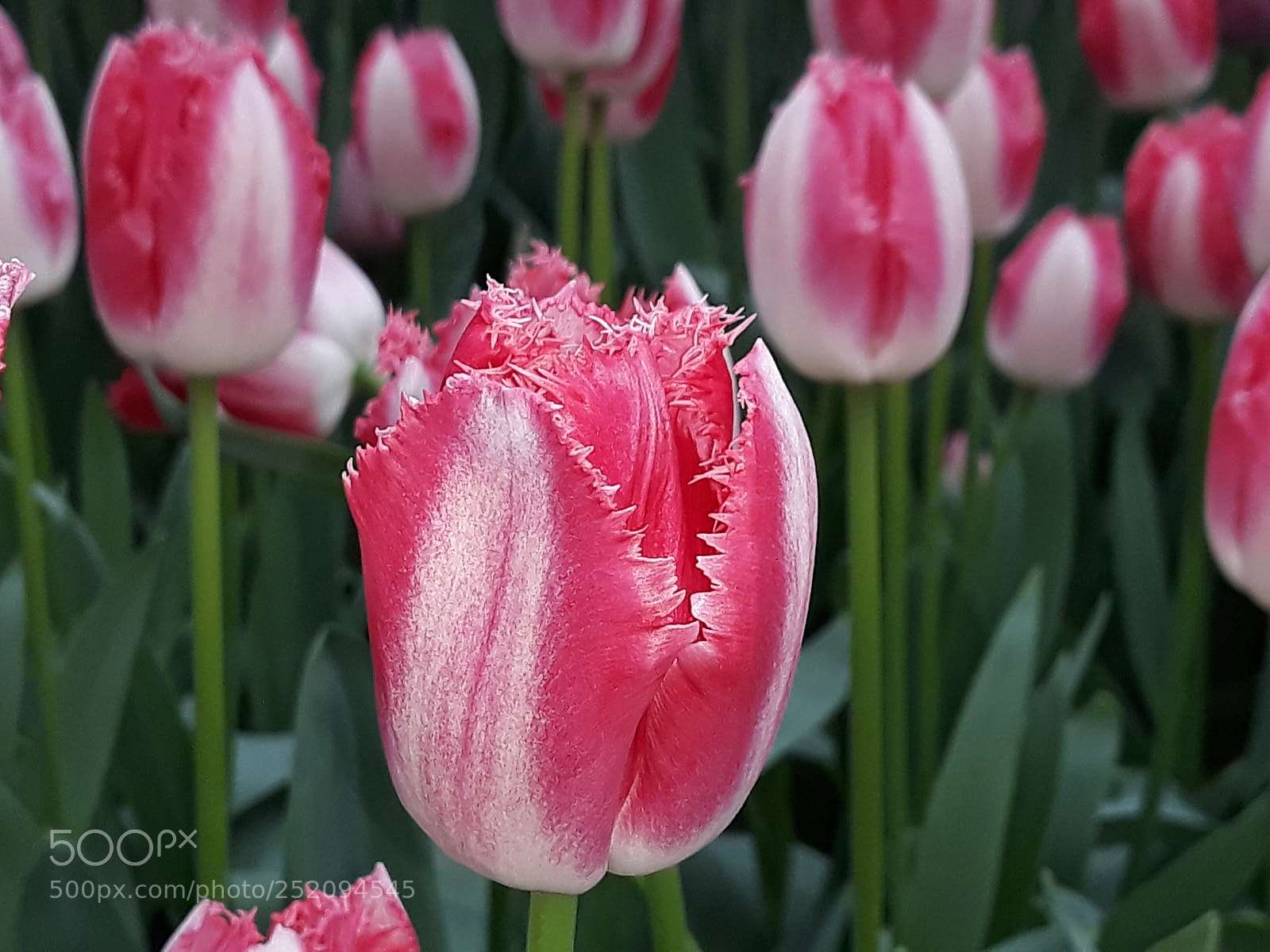 Samsung Galaxy J5 sample photo. Wow! no comestible photography