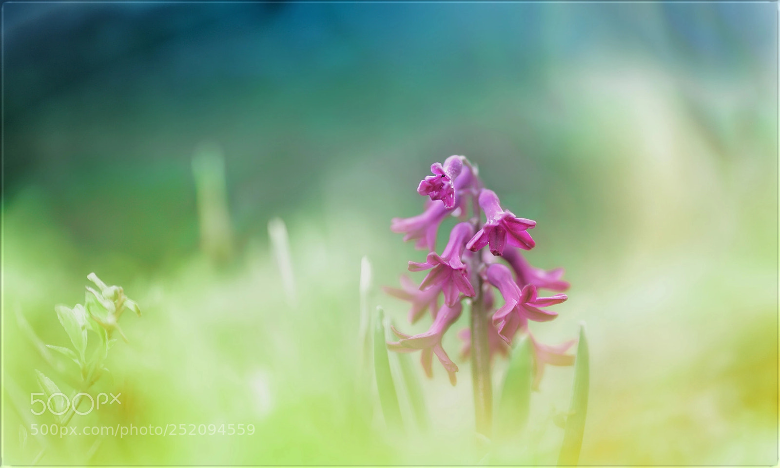 Sony a7R II sample photo. Voll aufgebl ht durch photography