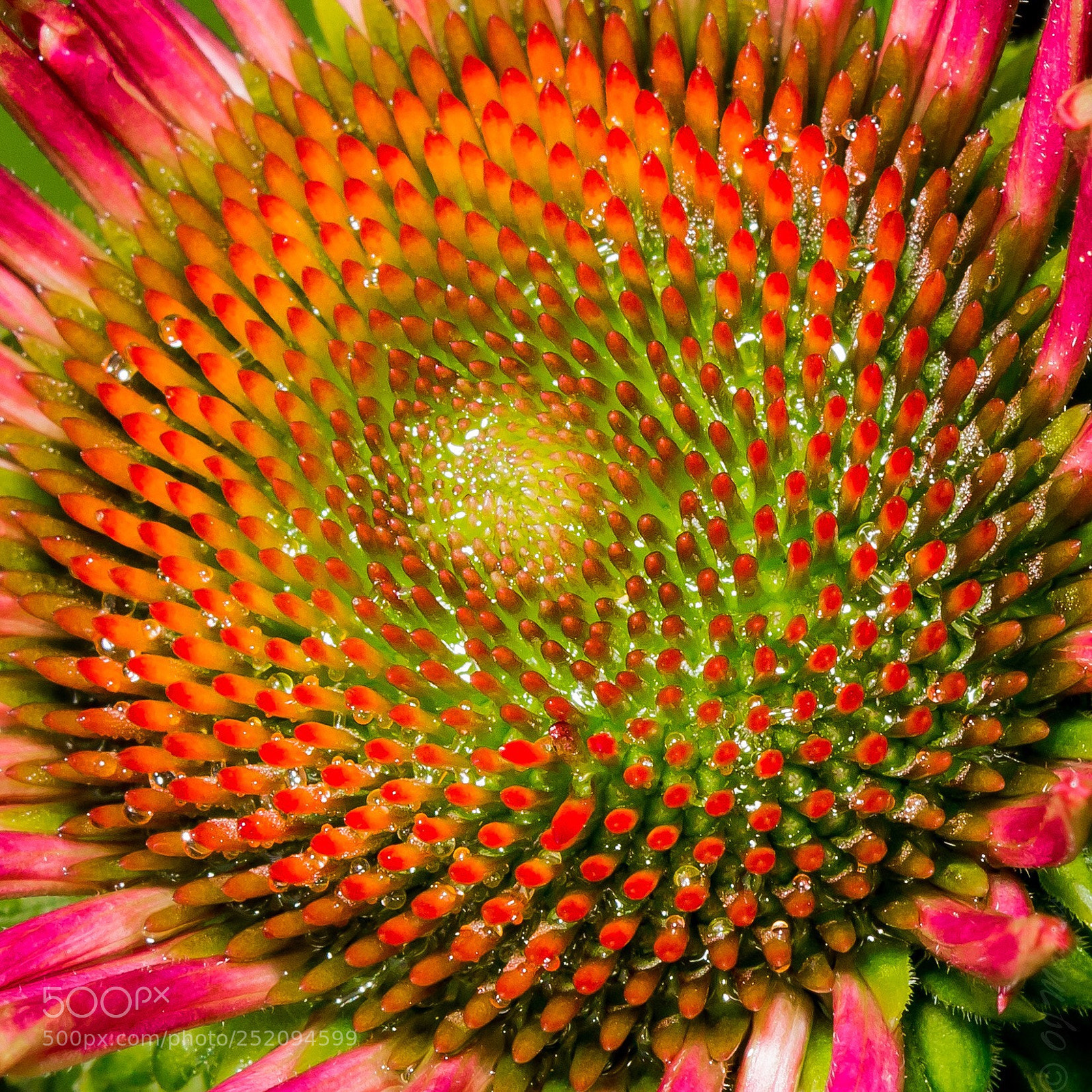Canon EOS 700D (EOS Rebel T5i / EOS Kiss X7i) sample photo. Burst of color photography