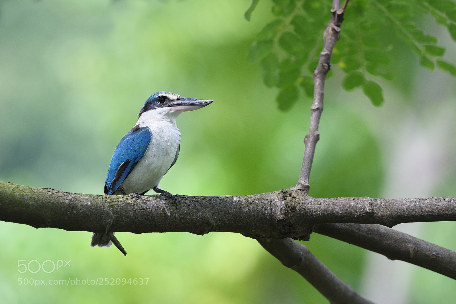 Nikon D500 sample photo. Collared kingfisher photography