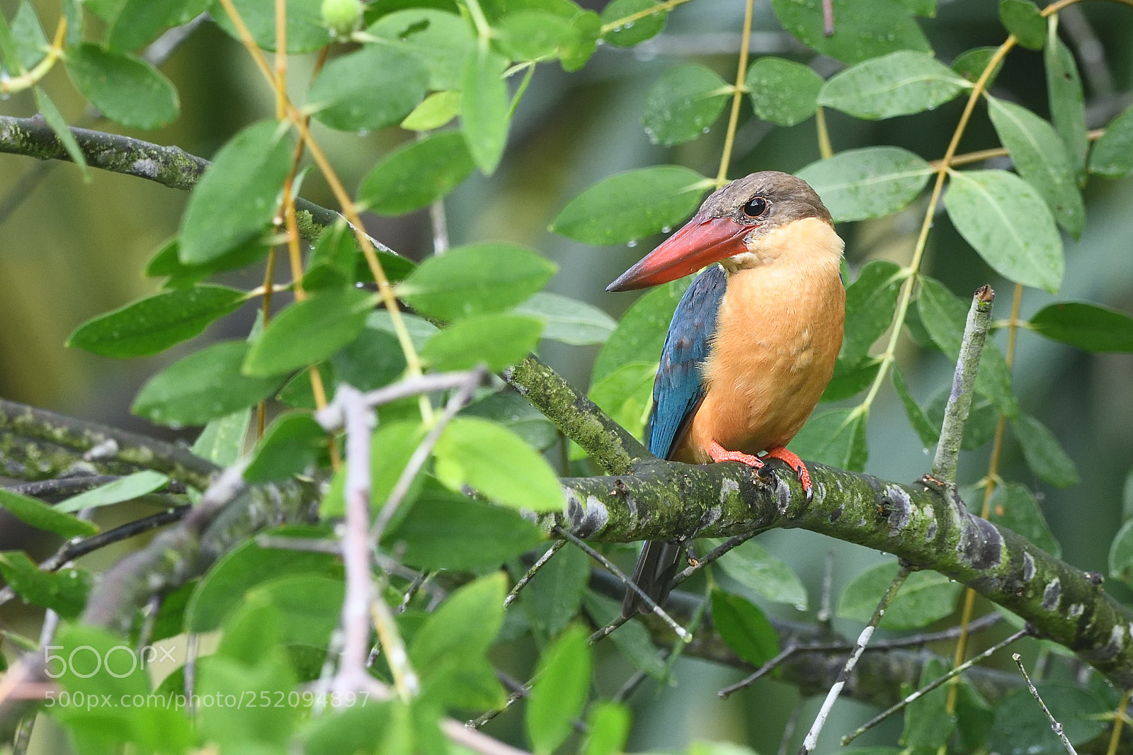 Nikon D850 sample photo. Stork-billed kingfisher photography