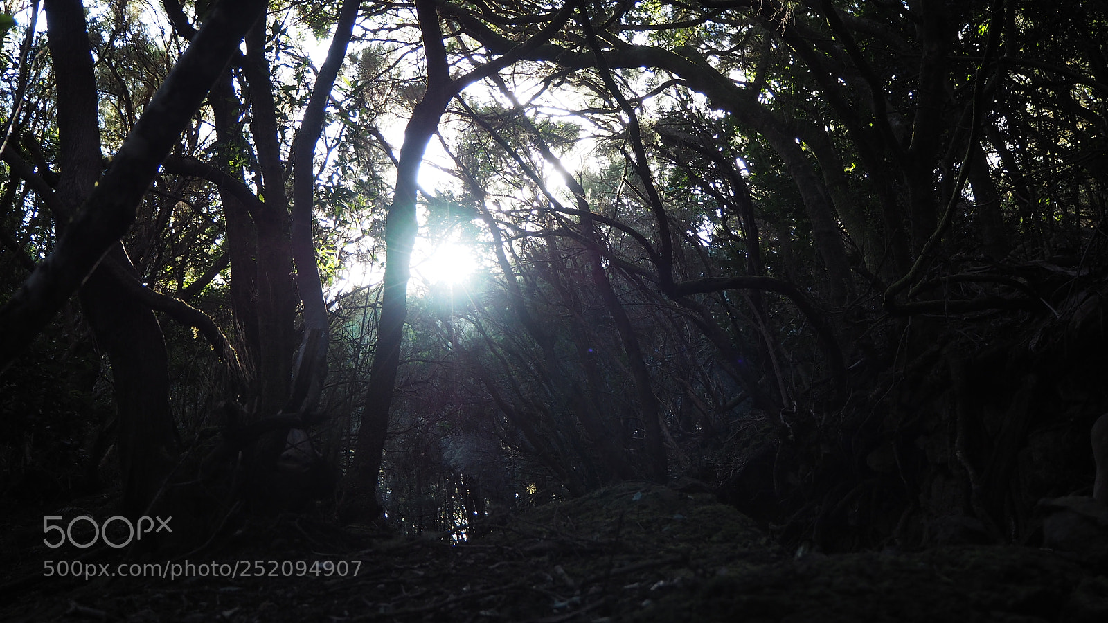 Olympus OM-D E-M10 II sample photo. Anaga gebirge photography