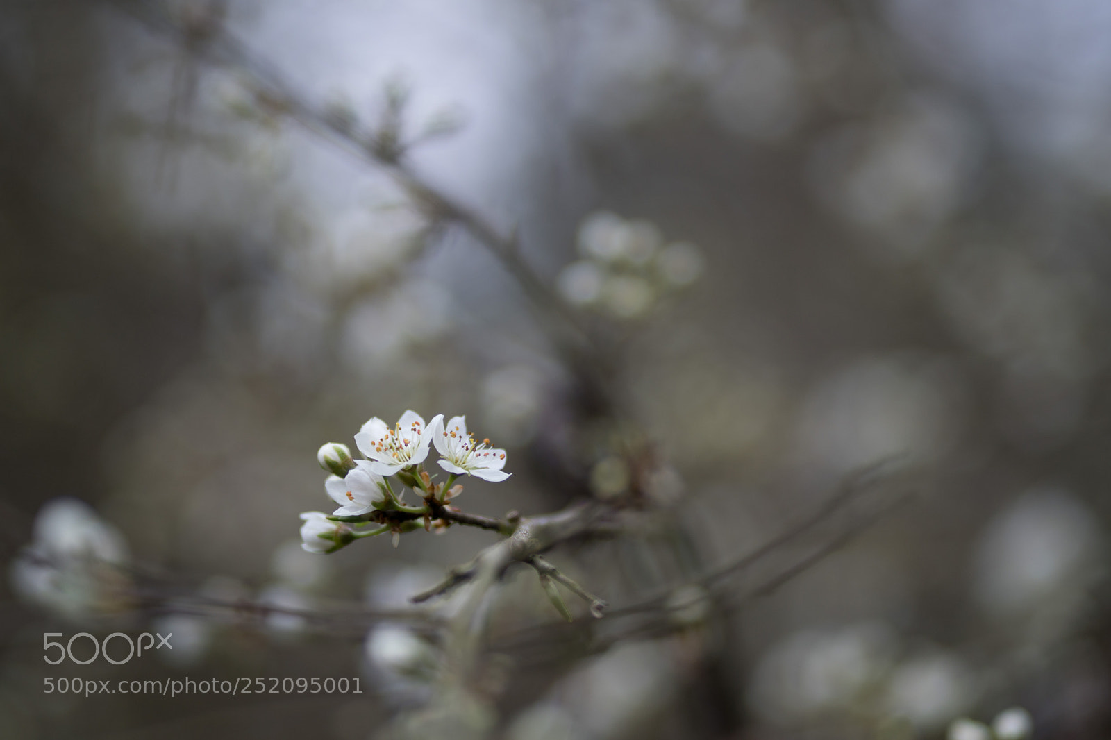 Sony a6500 sample photo. Spring rush #2 photography