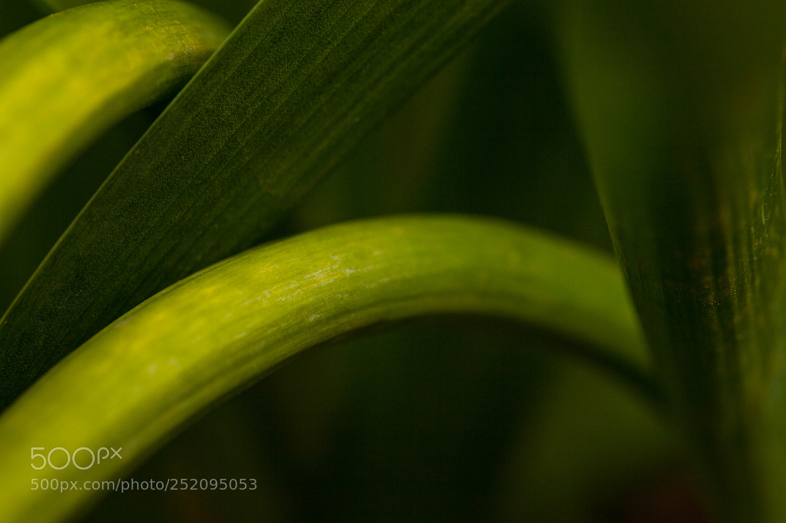 Canon EOS 5D Mark II sample photo. Nature bends photography
