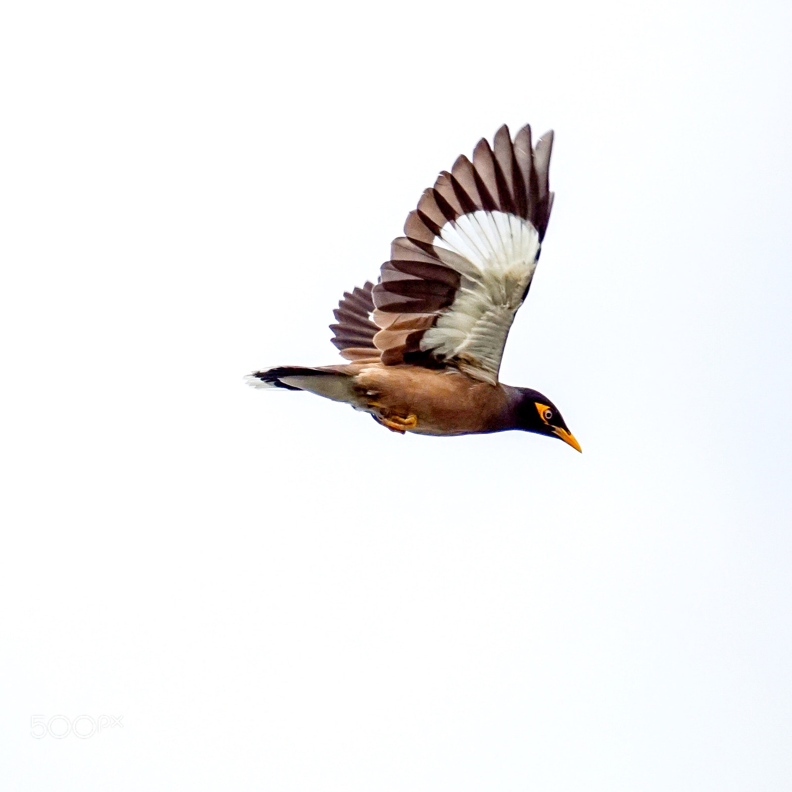Sony a6000 sample photo. Mynah in miami photography