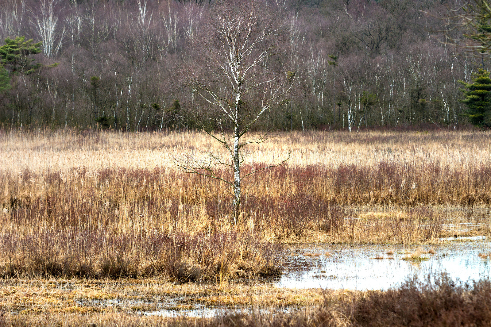 Canon EOS 700D (EOS Rebel T5i / EOS Kiss X7i) sample photo. Treeinmoorlandii photography