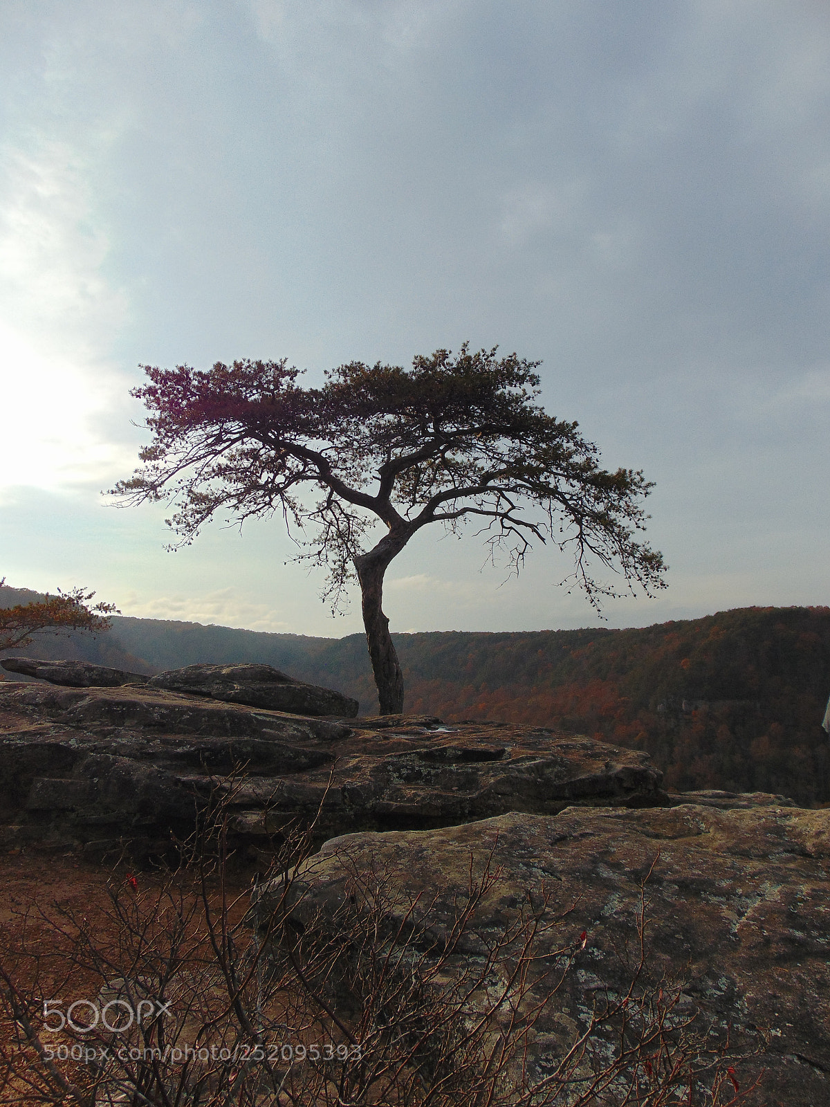 Sony Cyber-shot DSC-H300 sample photo. Crows perch tree photography