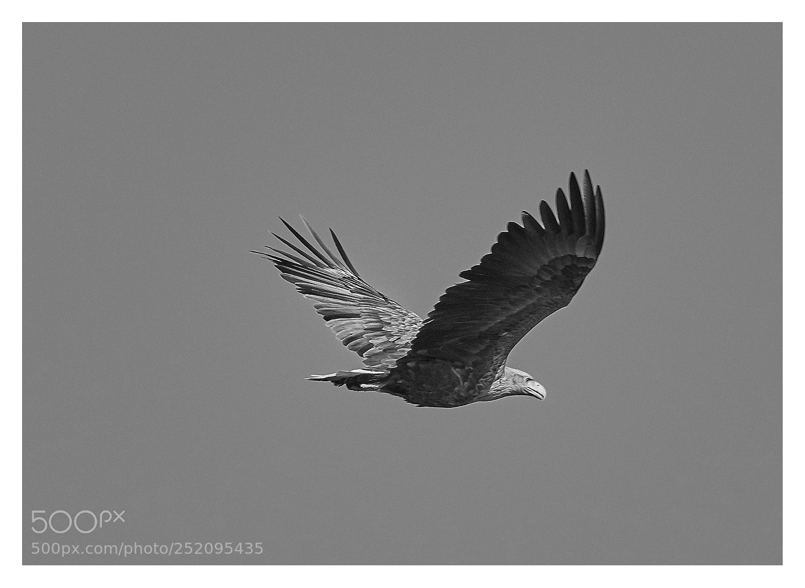 Nikon D500 sample photo. Haliaeetus albicilla photography